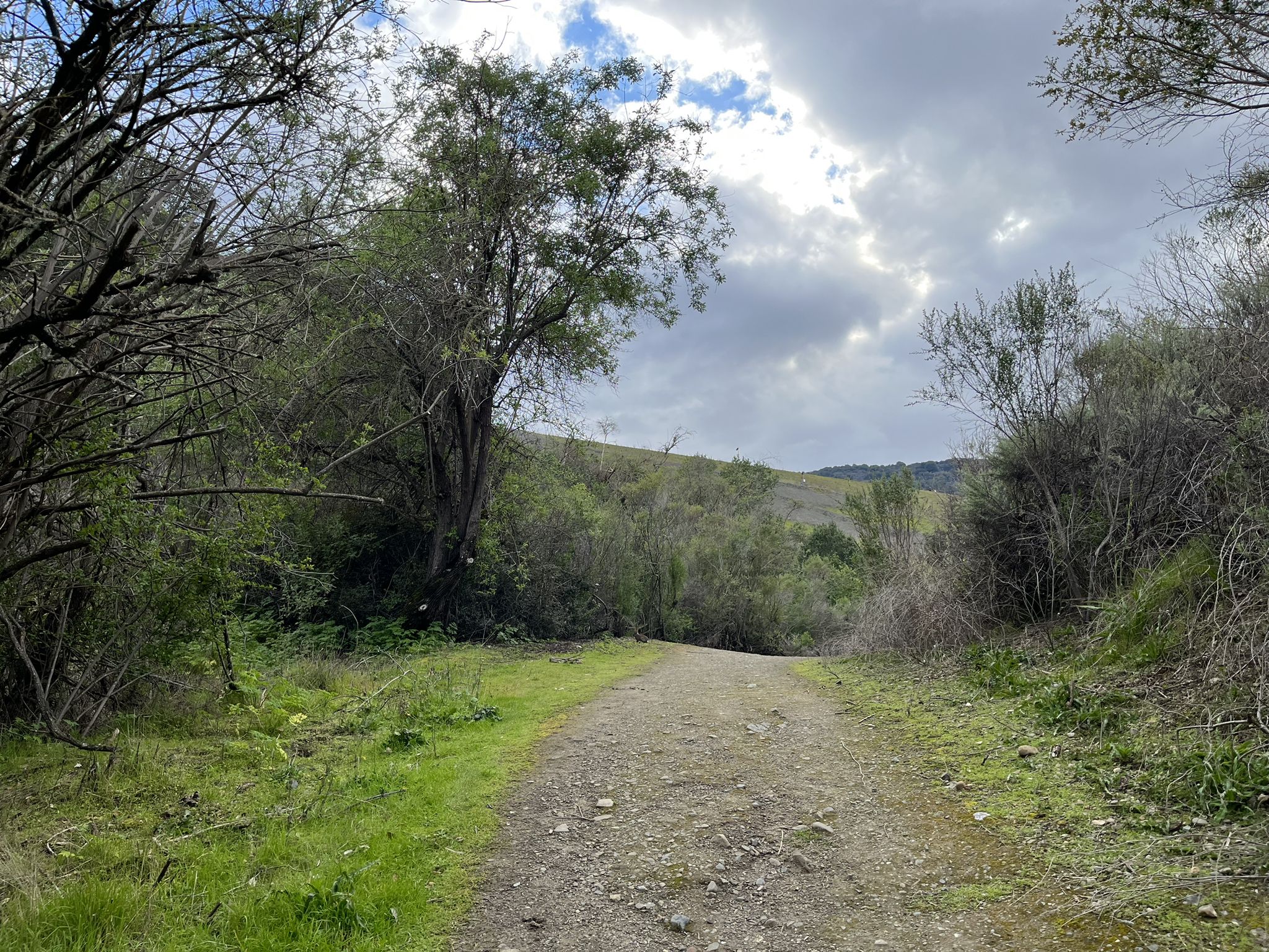 Gravel path leading into a dense wooded area under a cloudy sky. - Stevens Creek County Park Rim Trail