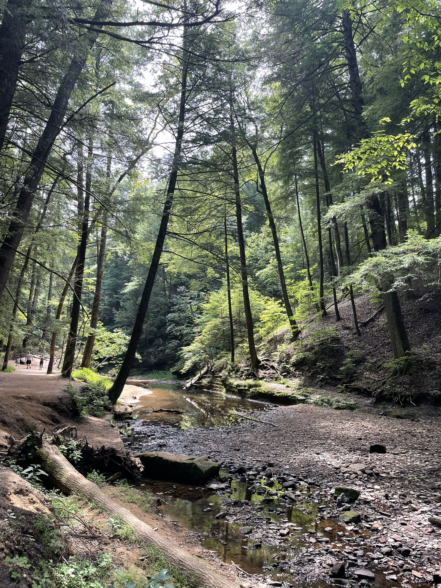 Sunlit forest with tall trees, a rocky stream, and distant people walking. - Cedar Falls and Ash Cave via Buckeye, Ash Rim, and Ash Gorge Trail