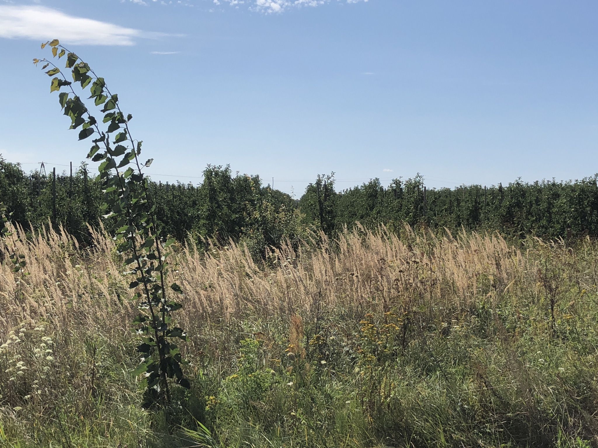 Blick in die Apfelplantagen