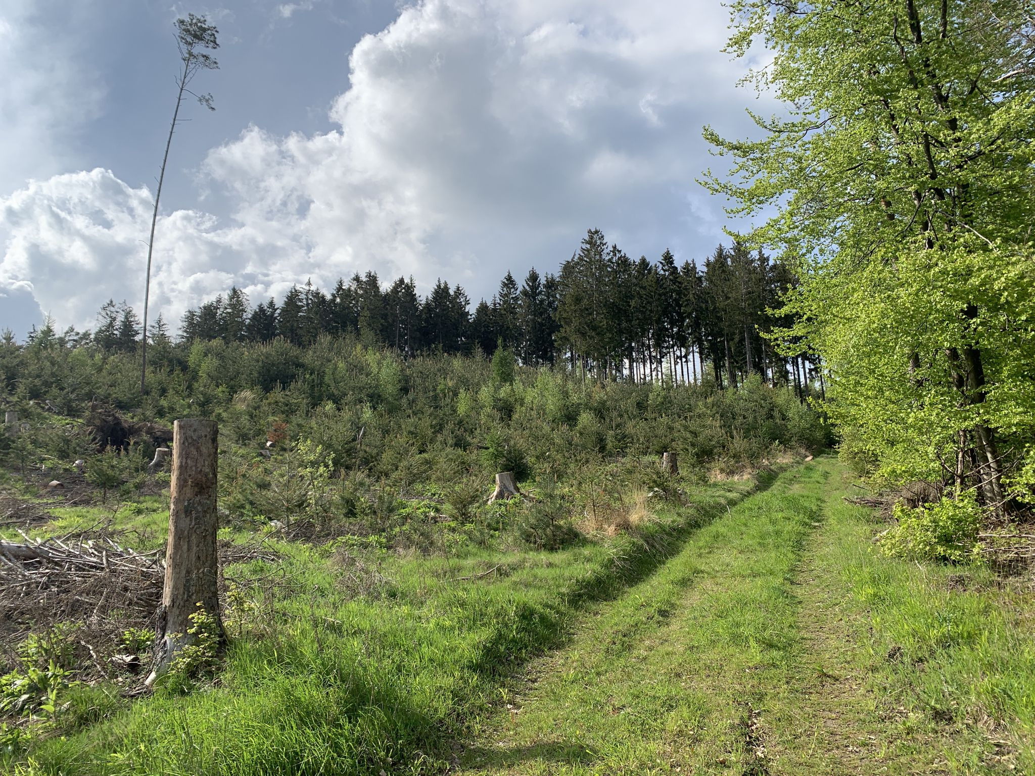 Pfad zur Burg