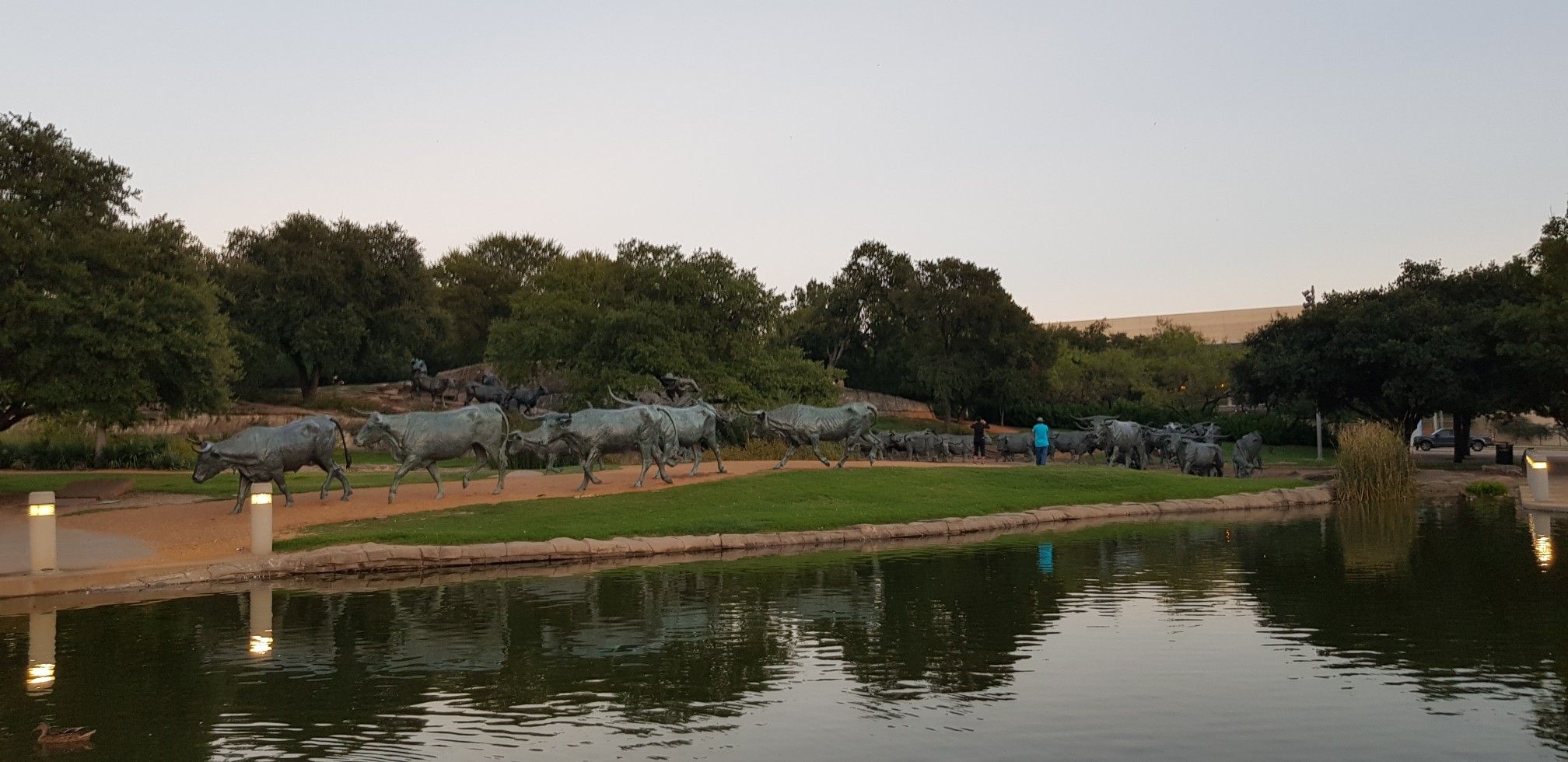 Bronze cattle statues line a grassy bank next to a reflective pond at dusk. - Downtown Dallas loop