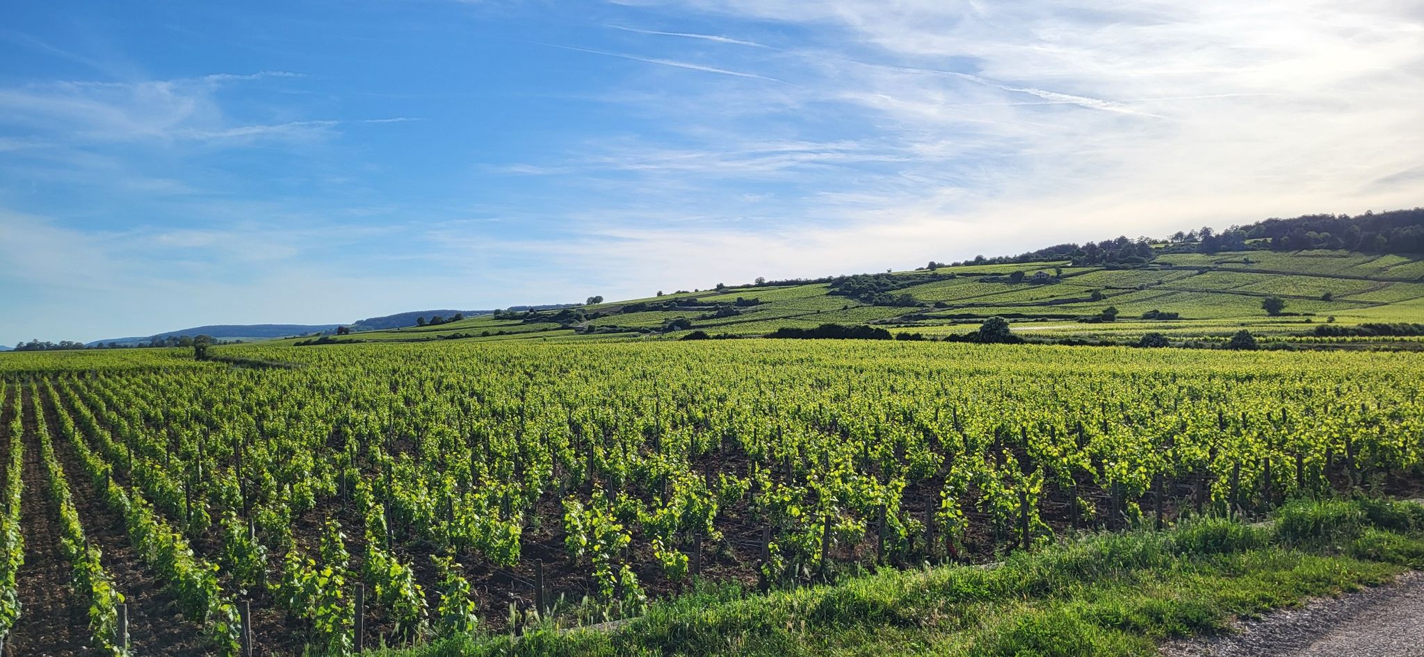Und nochmal die Weinberge...