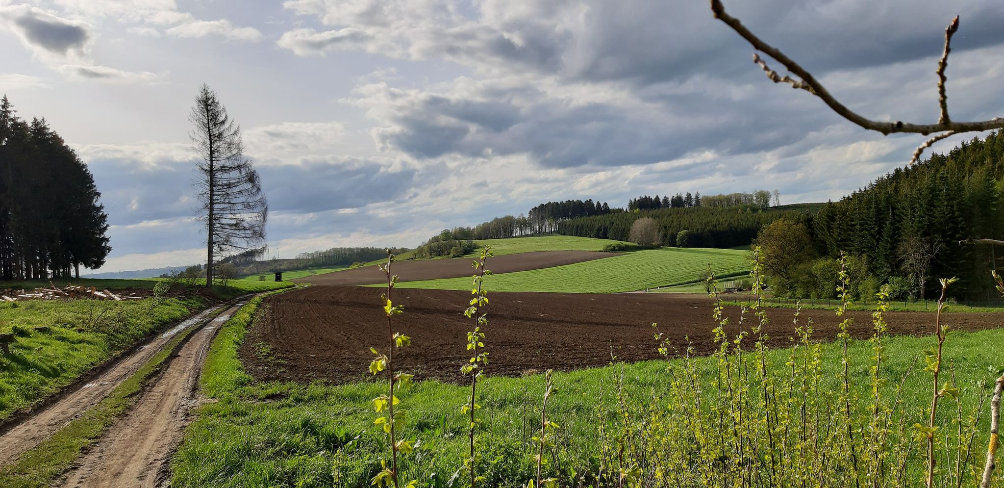 Saftige Wiesen