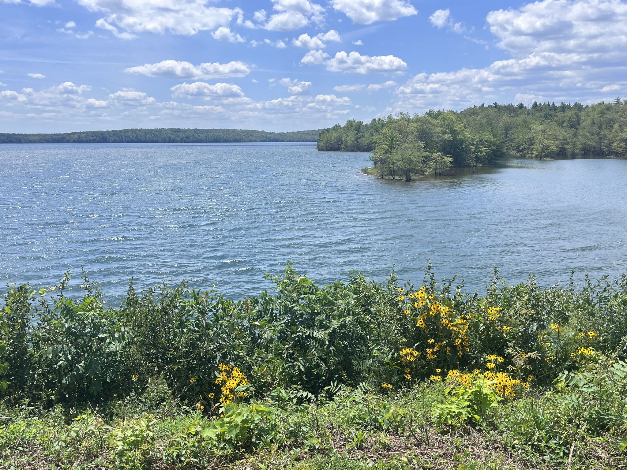 Sunny view of a lake with green and yellow bushes in the foreground. - Ashokan Rail Trail