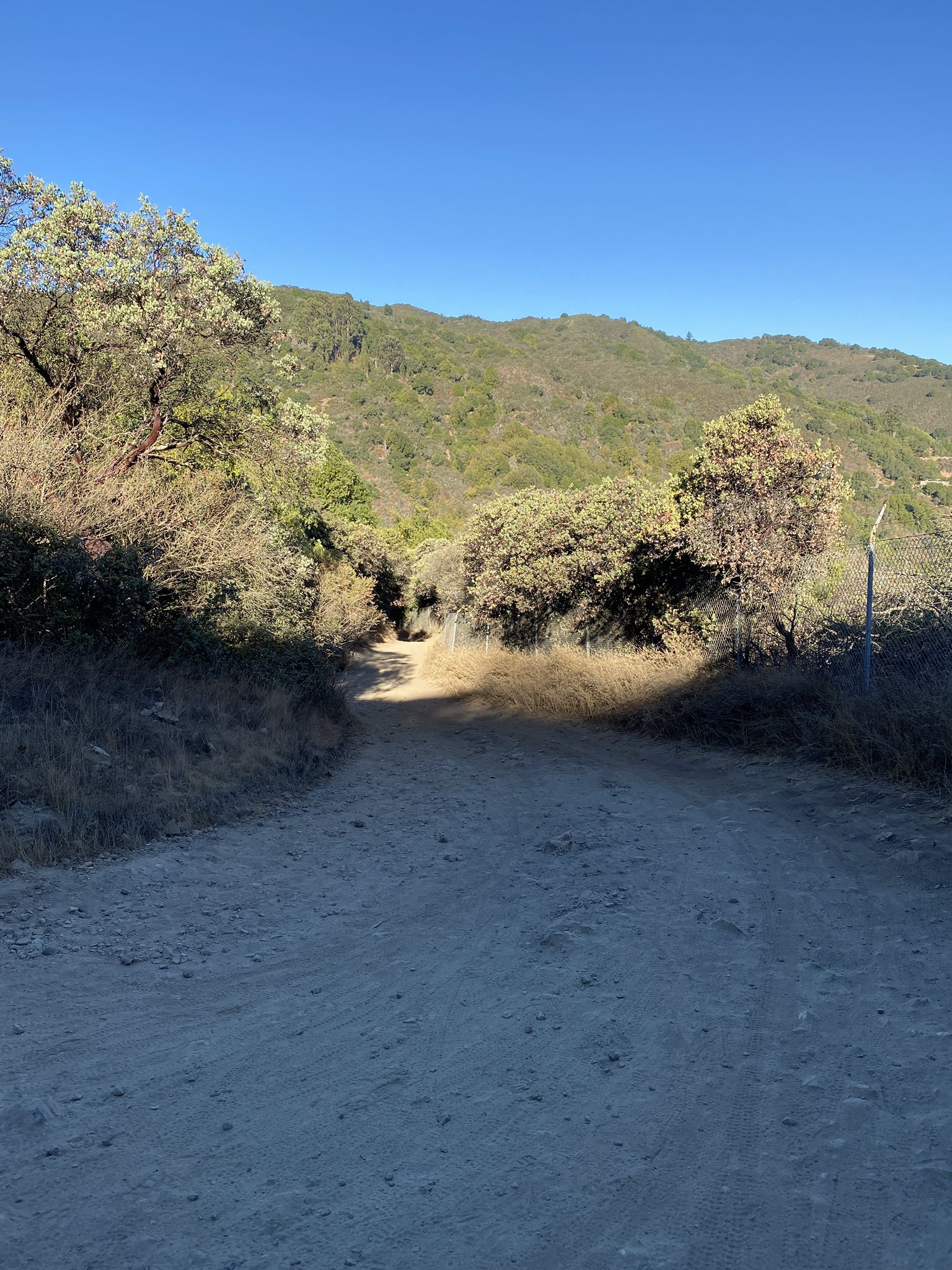 A sunny dirt road leads into a green, brush-covered hillside. - Saint Josephs Hill summit loop from Los Gatos