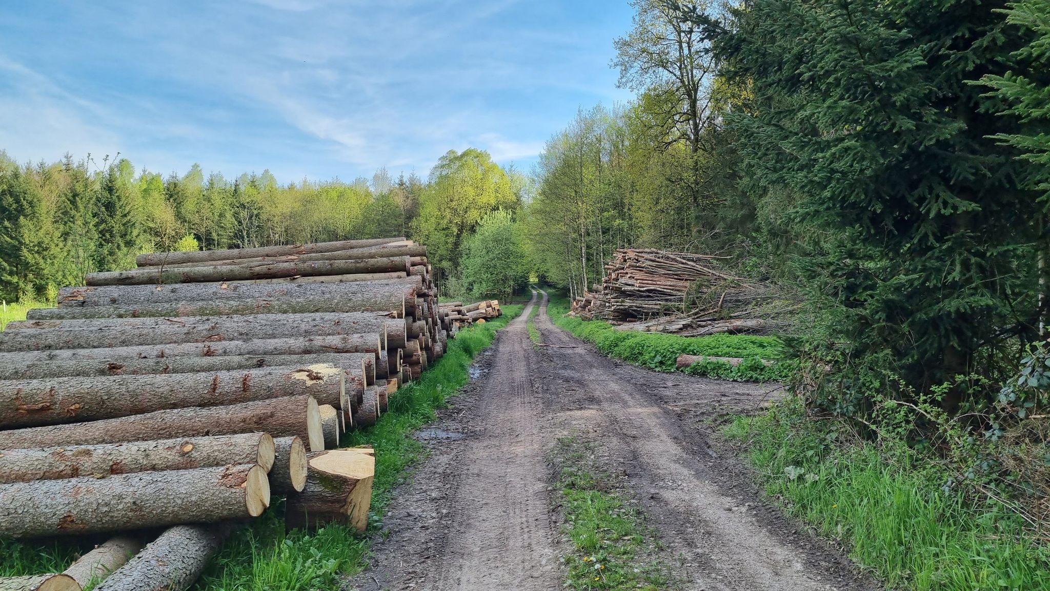 auf dem "Holzweg" (heißt wirklich so 😅)