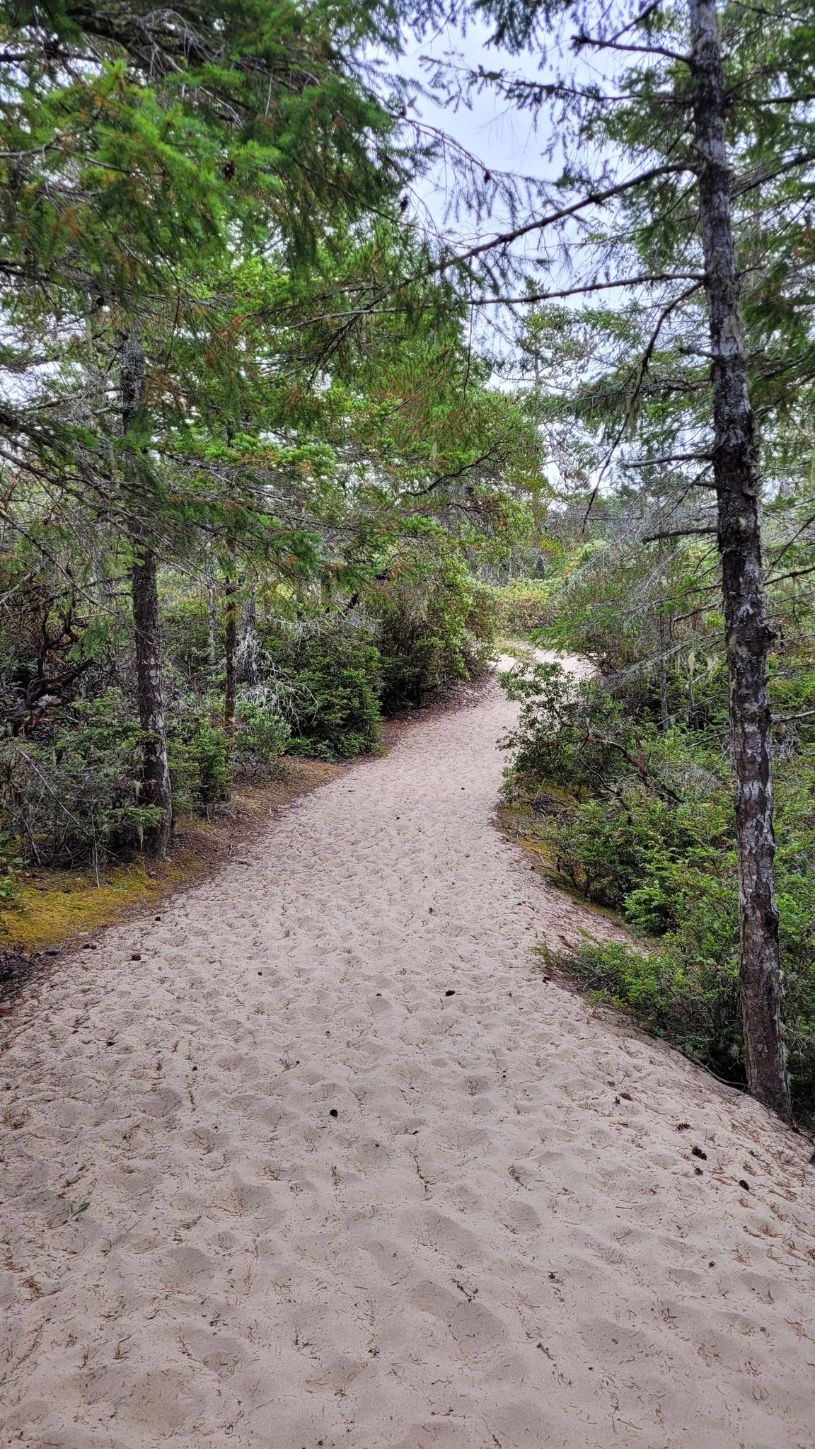 A sandy path winds through a dense forest with tall green trees. - John Dellenback Dunes Trail #1339