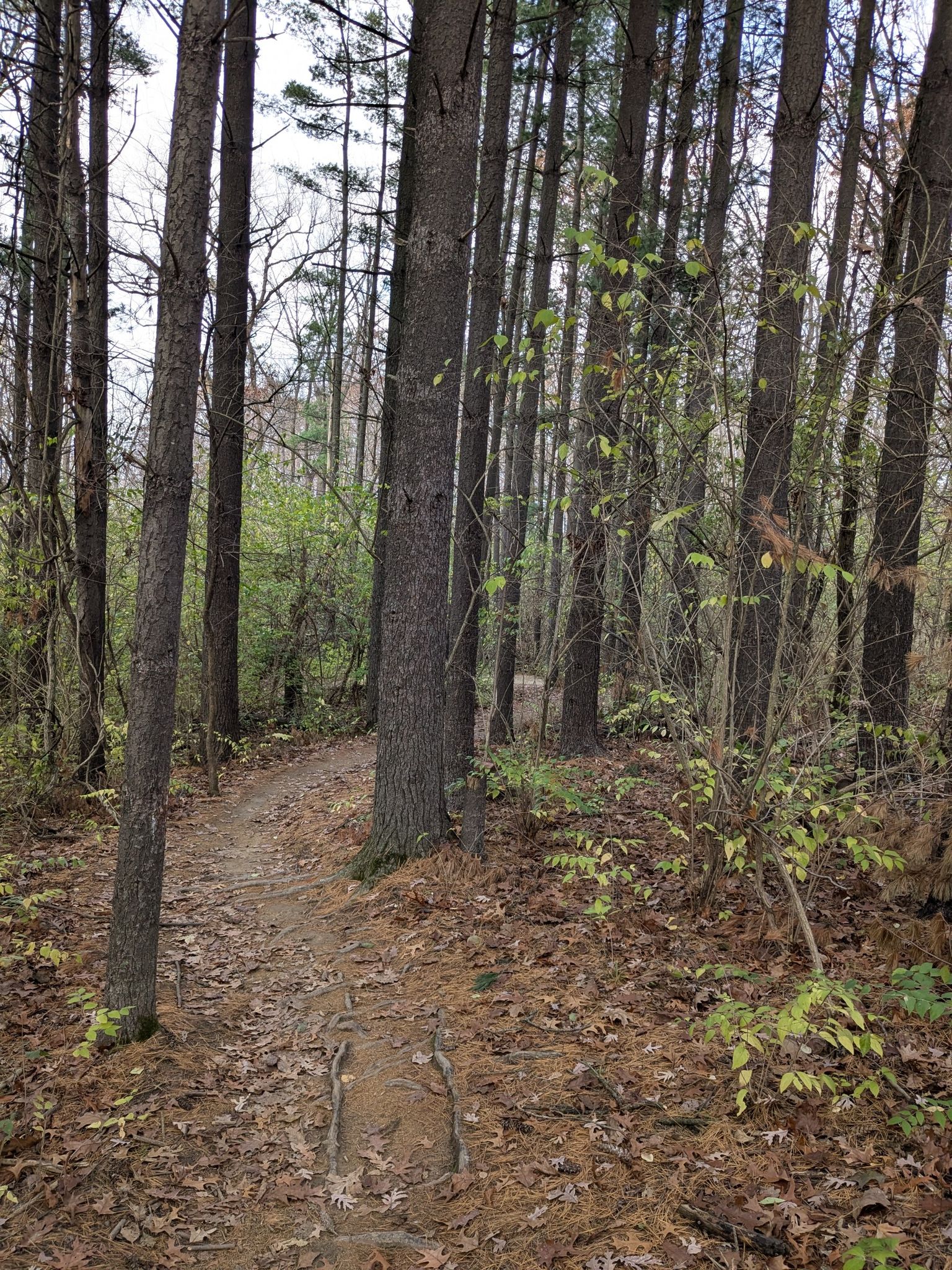 Narrow dirt path winding through a dense pine and deciduous forest. - Yellow West Single Track