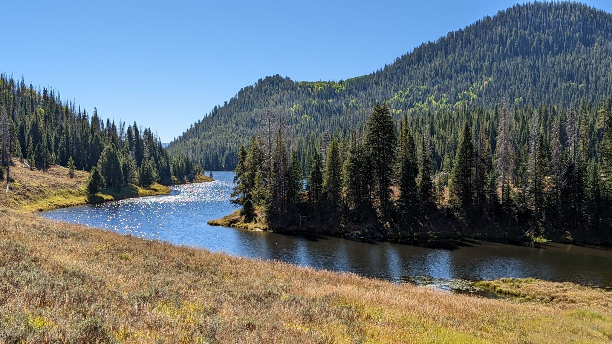Sunny river winding through a dense pine forest with grassy banks. - Hahns Peak Lake Loop