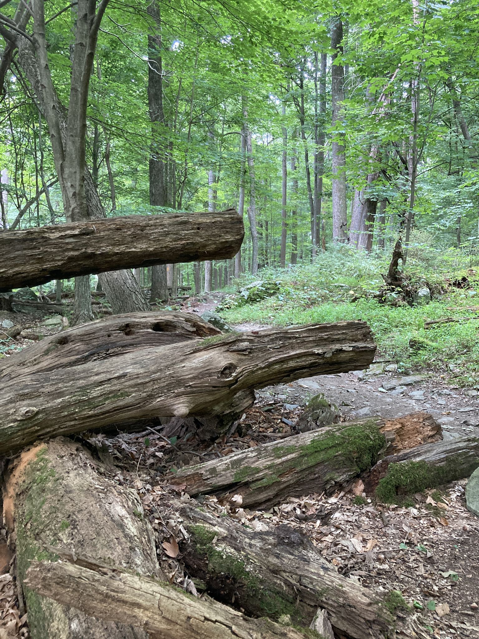 Large mossy fallen logs partially block a dirt path in a green forest. - Cunningham Falls Nature Trail