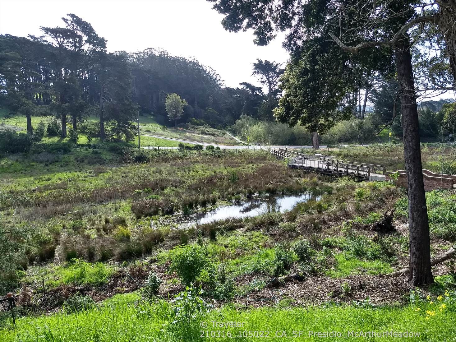Wetland area with a small pond, green vegetation, and a wooden boardwalk. - Arguello Boulevard 🌲 – Presidio Arguello Gate loop from Presidio of San Francisco