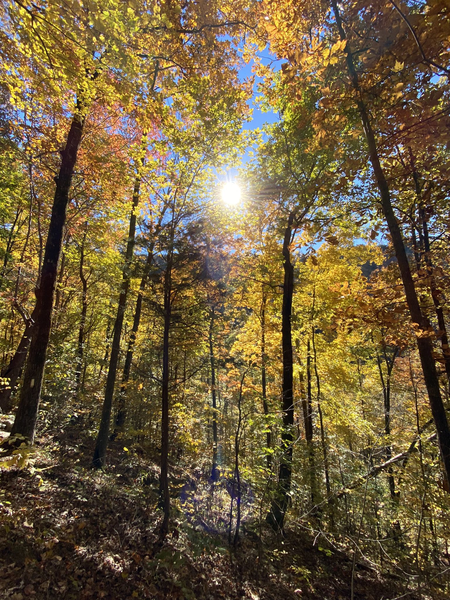 Bright sun shines through a vibrant autumn forest canopy, illuminating colorful leaves. - Laurel Falls Trail