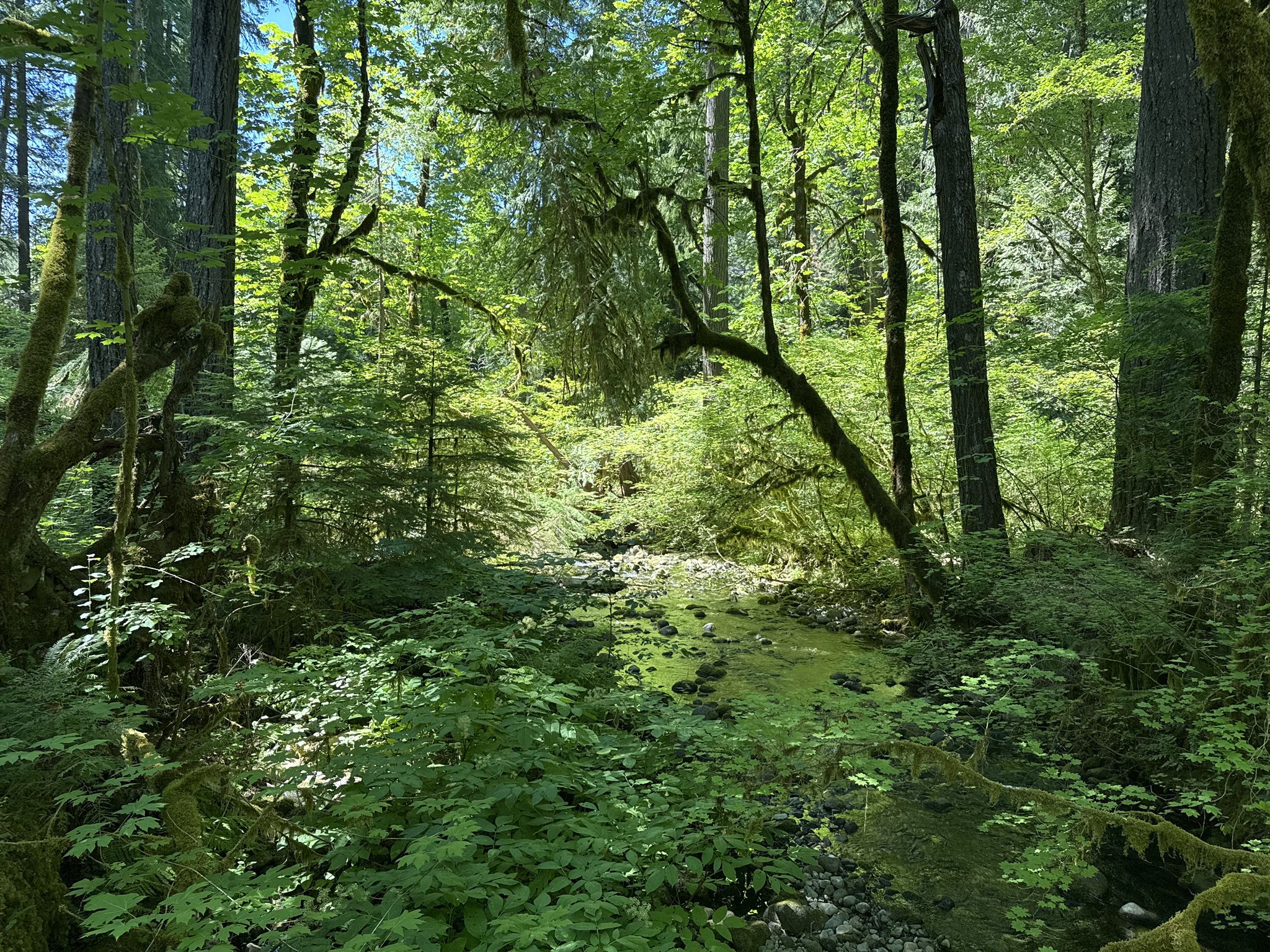 Sun-dappled forest with a rocky, mossy stream bed and lush green undergrowth. - Belknap Hot Springs – McKenzie River Bridge loop from McKenzie Ranger Station