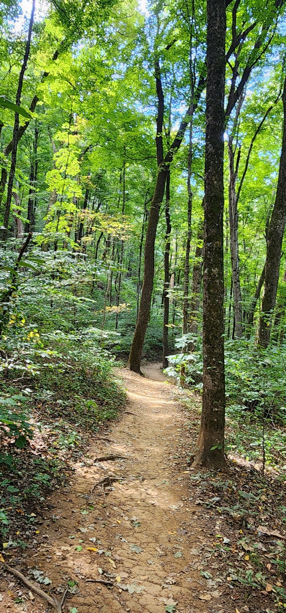 Dirt path winding through a sunlit green forest. - Mossy Ridge and Warner Woods Trail Loop