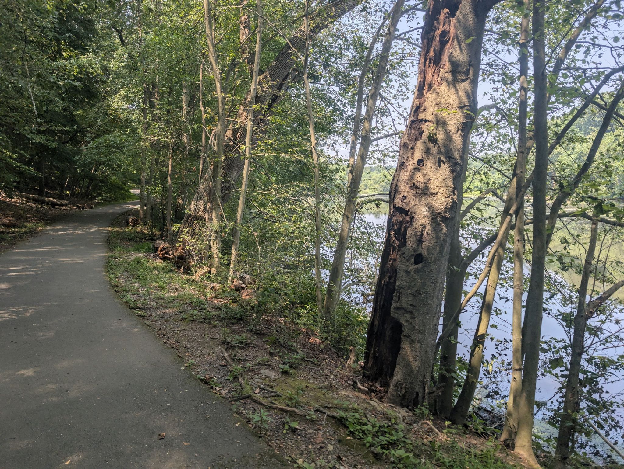 Paved path winding through sunlit woods beside a calm river. - Burnham Park – Sunrise Lake loop from Morristown