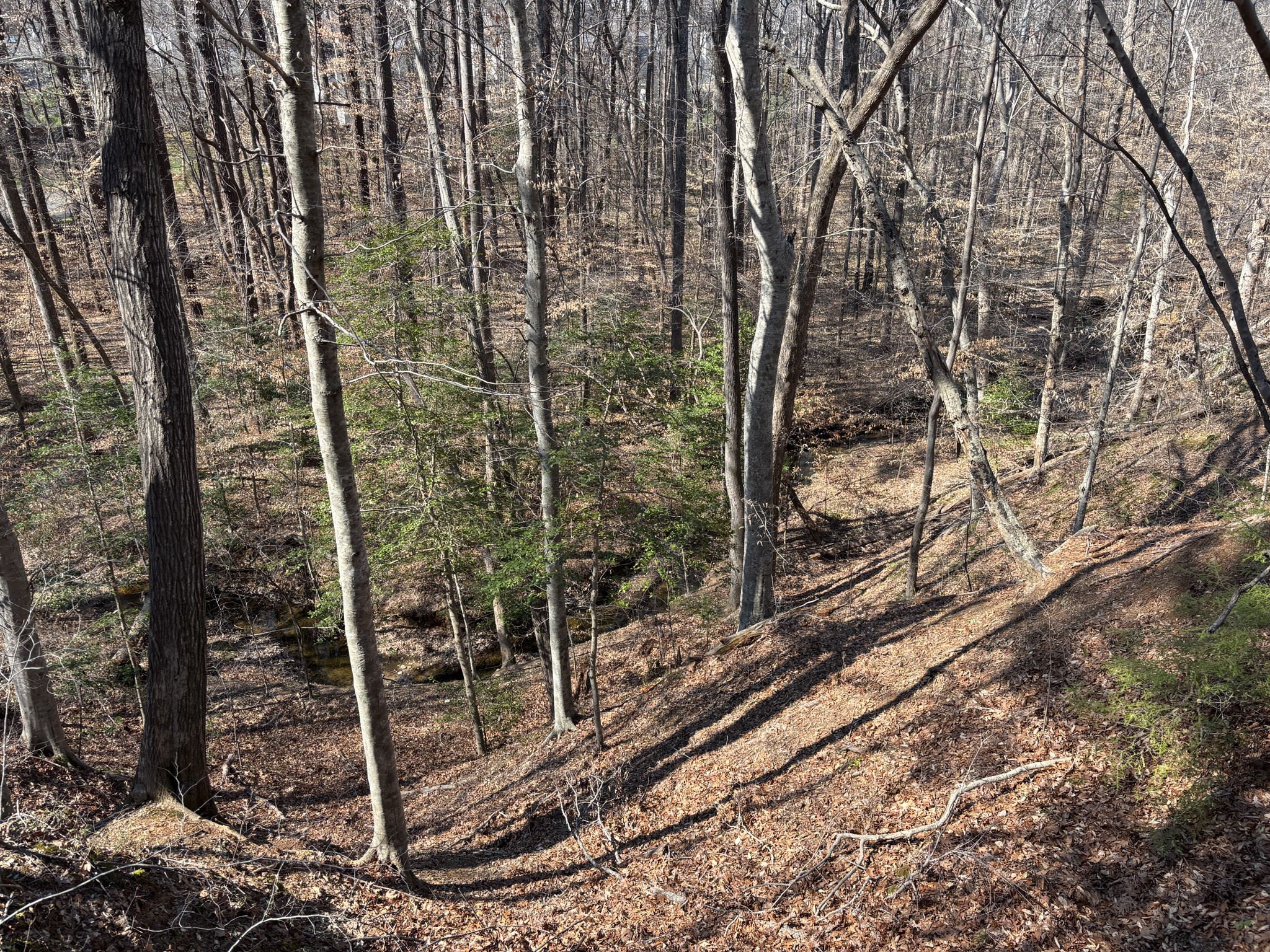 Sunny forest with bare trees and fallen leaves on a sloped terrain. - Chestnut Oak Loop Trail