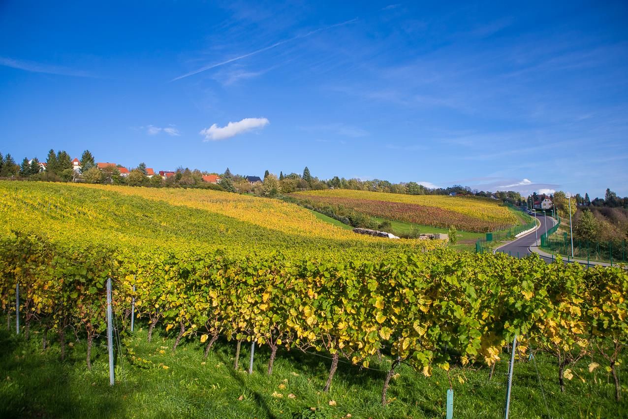 Pesterwitzer Weinberg