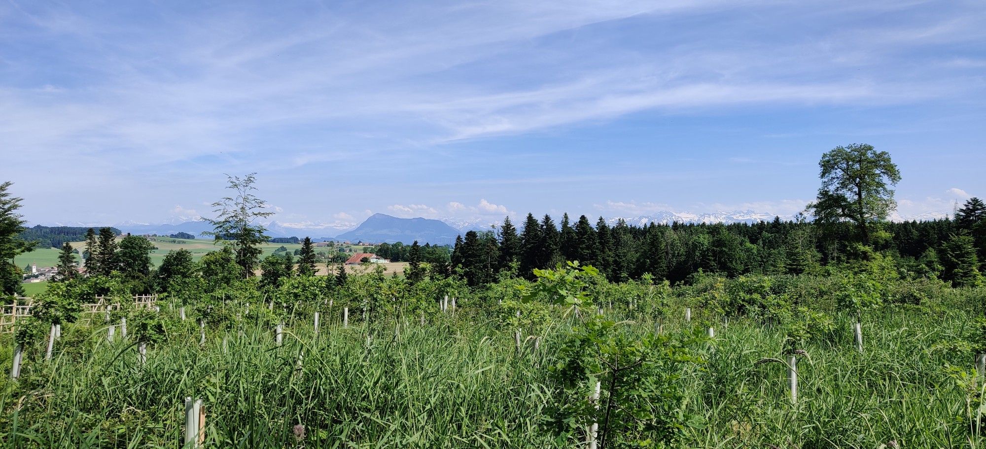 Chegelwald