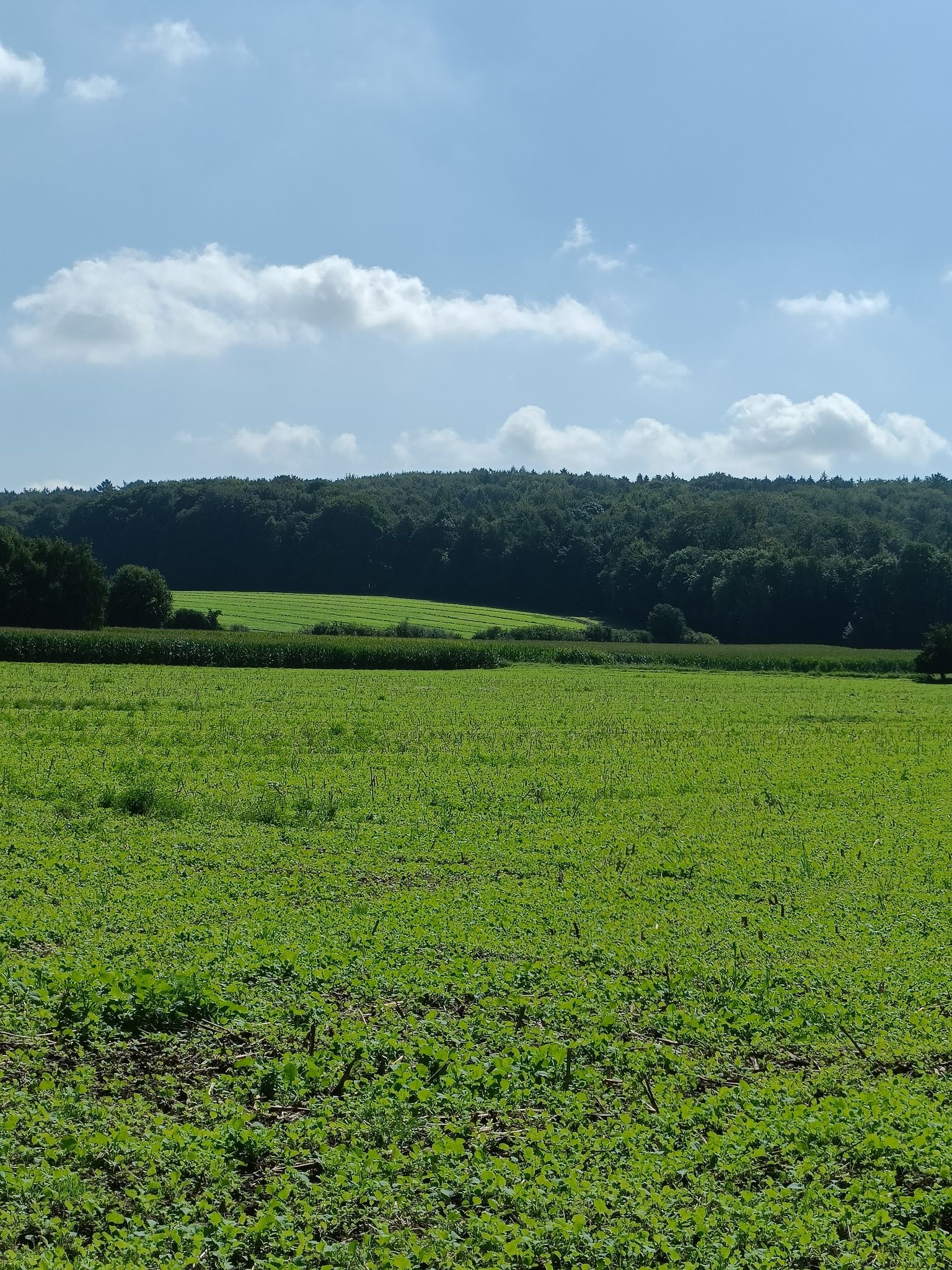 Teutenburgerwald