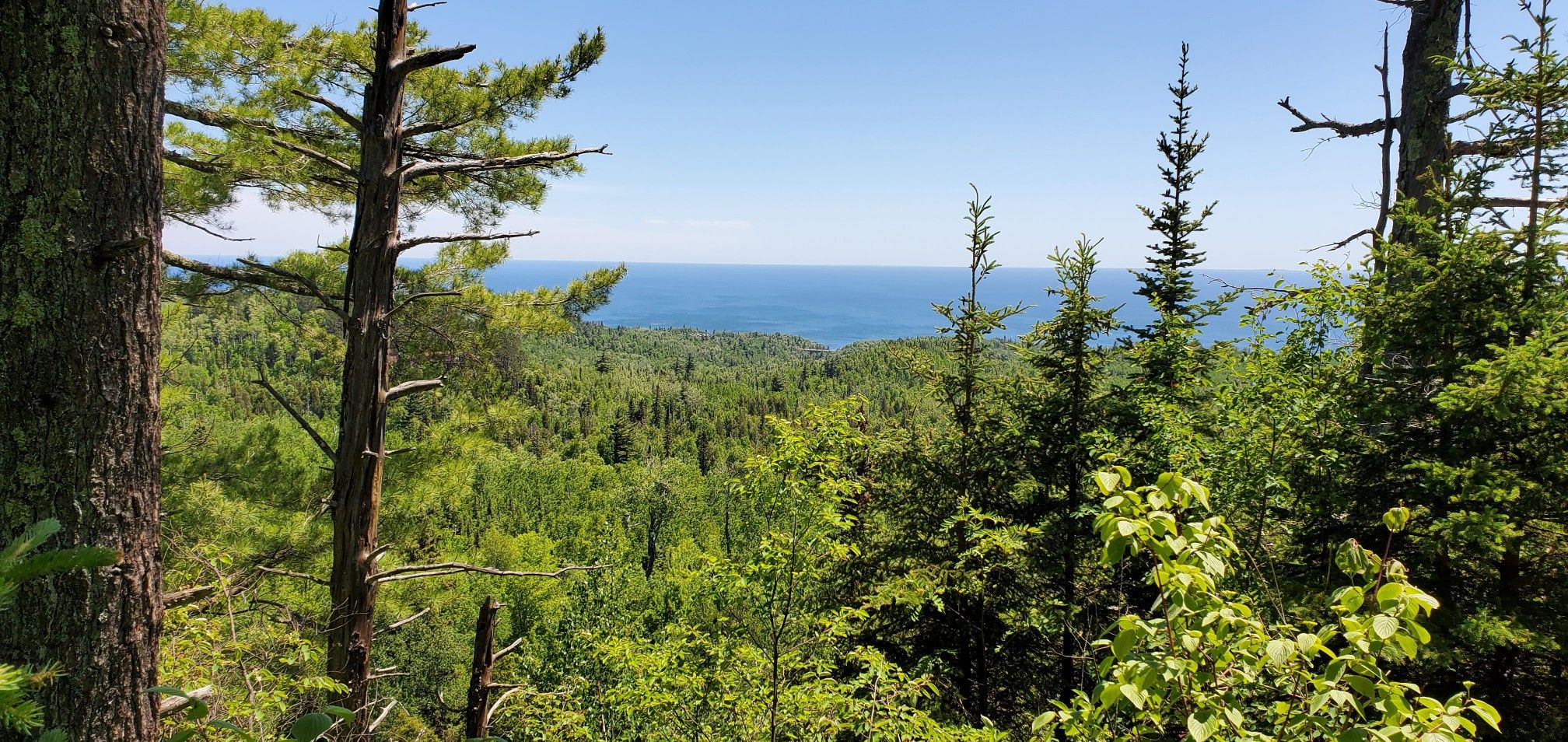 Dense green forest leading to a vast blue body of water under a clear sky. - Mic Mac and Nipisiquit Lakes Loop