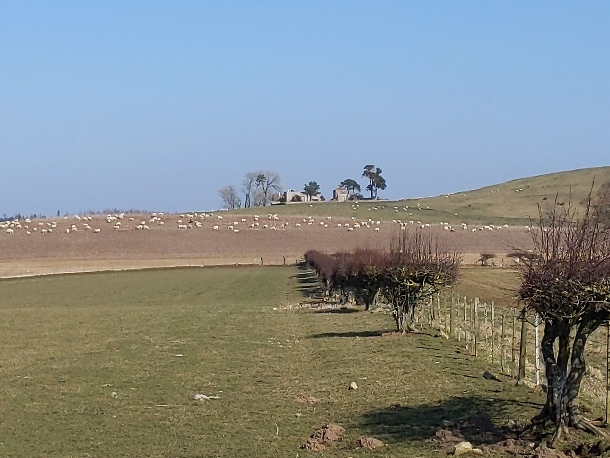 Shepherd's Law