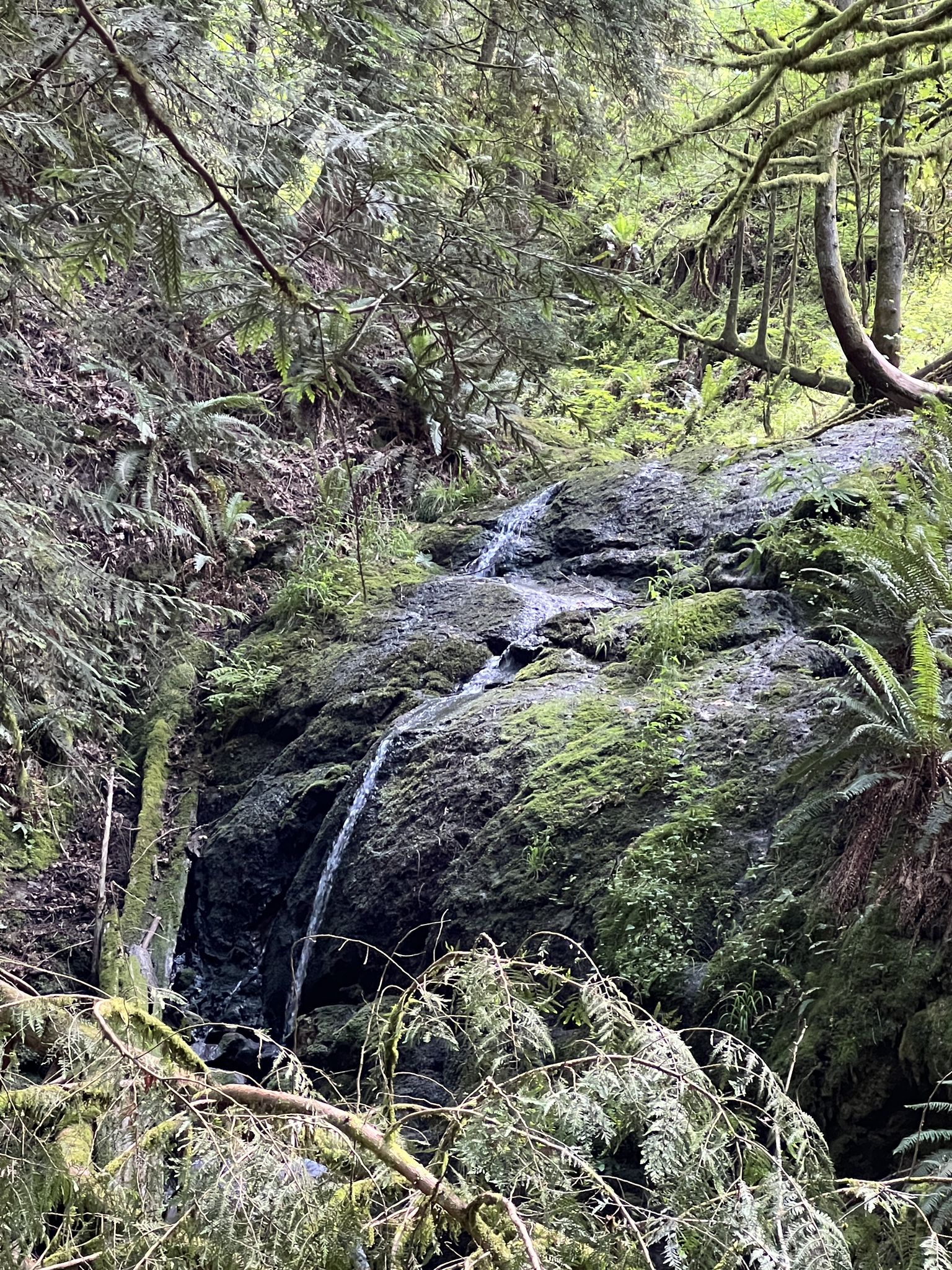 A small waterfall cascades over mossy rocks in a lush, green forest. - Longview Peak and Far Country Lookout Loop