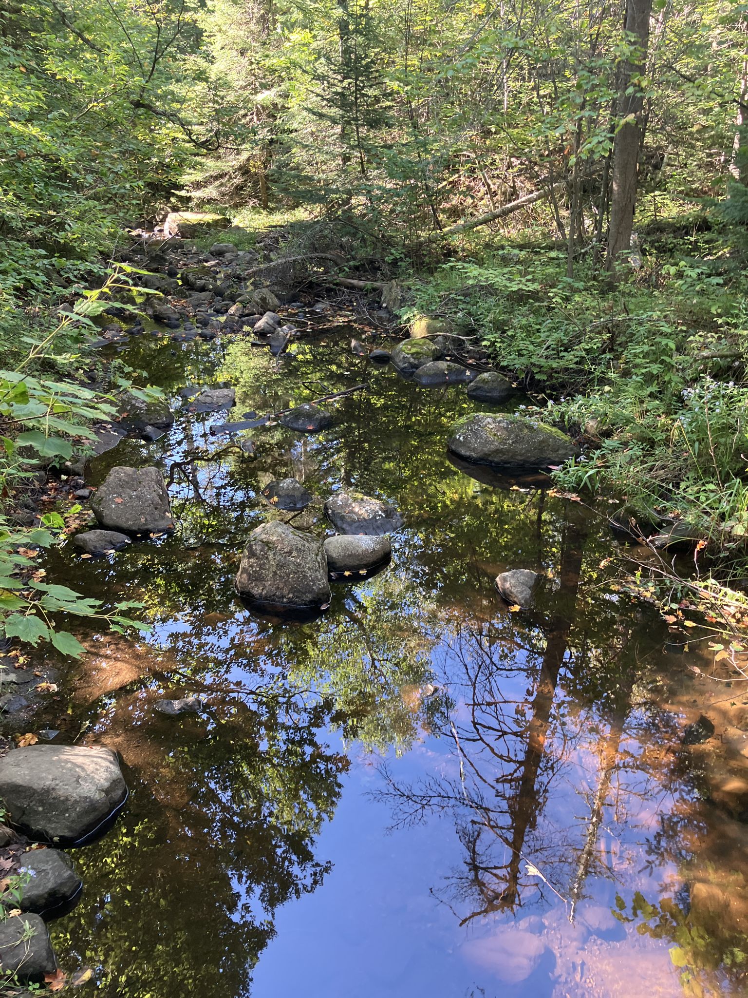A shallow forest stream with rocks and reflections of trees. - Big Crow Mountain Trail