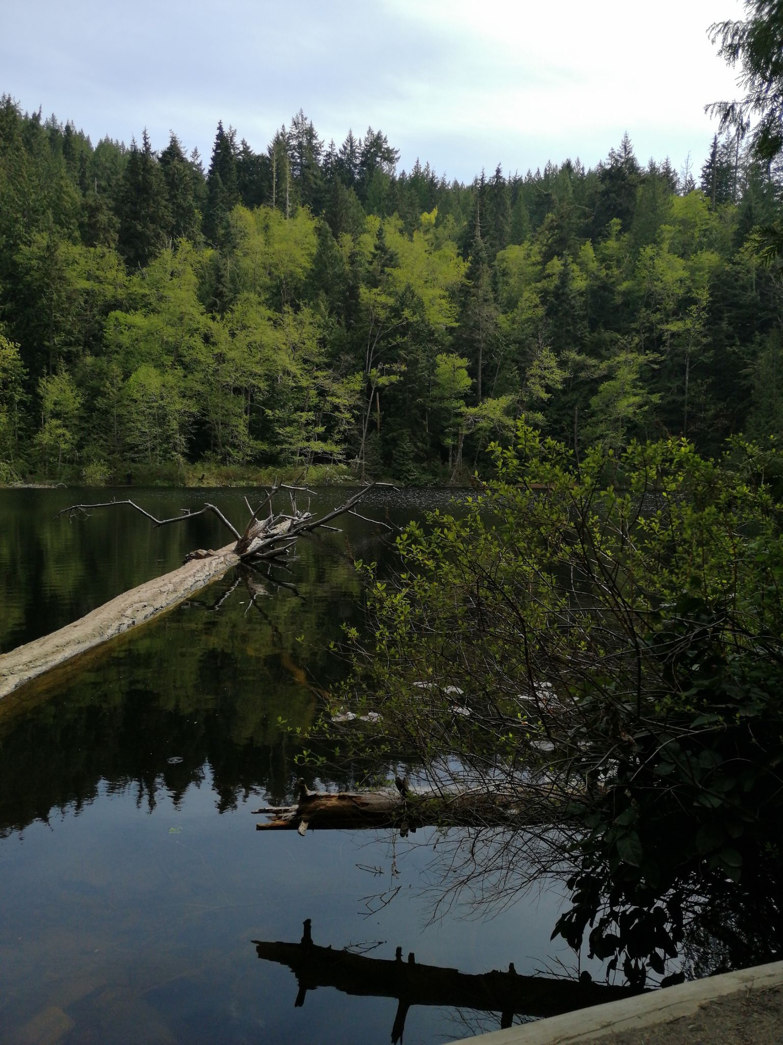 Fallen log in a calm lake surrounded by a dense green forest under a cloudy sky. - Fragrance Lake Trail