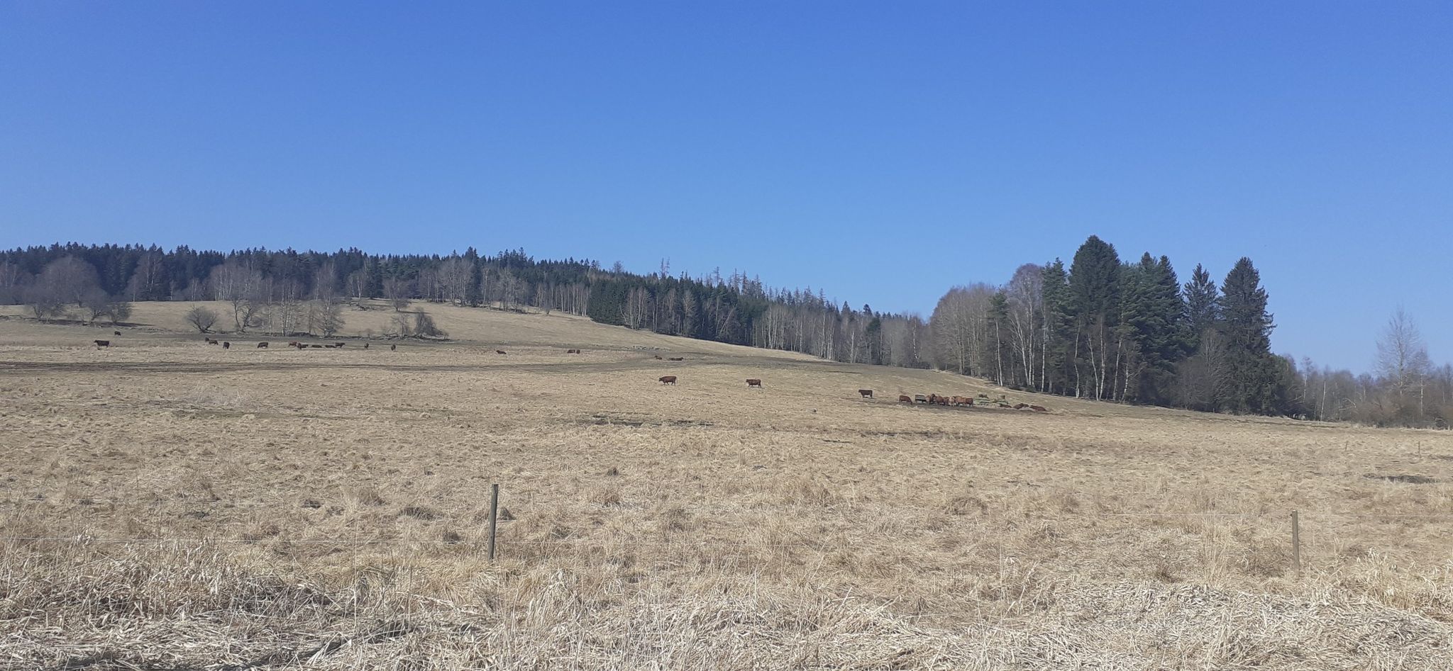 Glückliches Vieh
