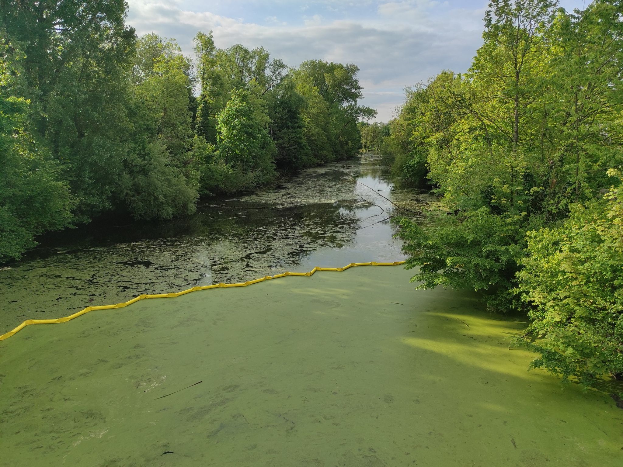 Saaraltarm Saarlouis.... naturnahes Gewässer mit großer Artenvielfalt