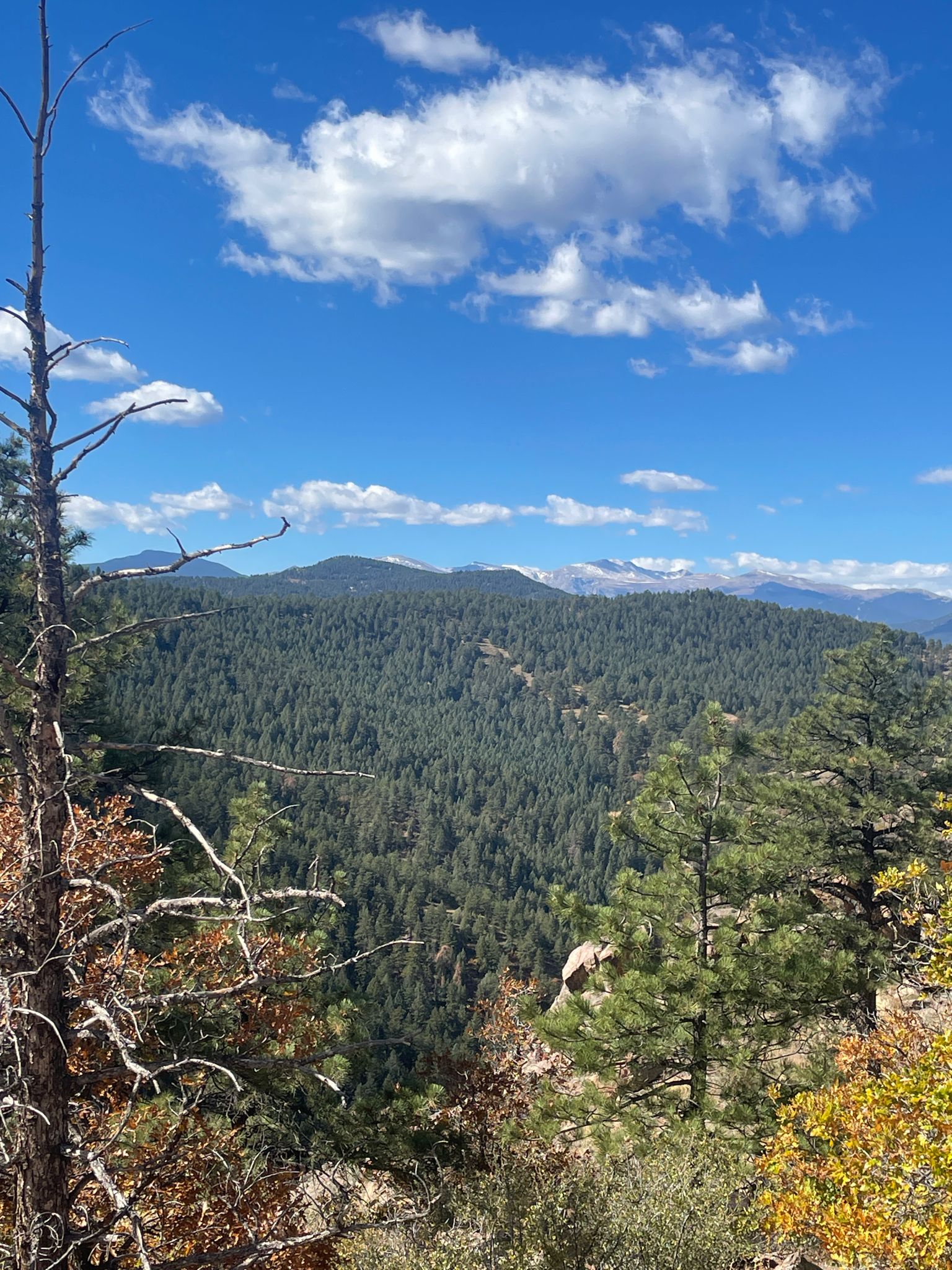 Dense pine forest covering mountains, with distant snowy peaks under blue sky. - Castle Trail