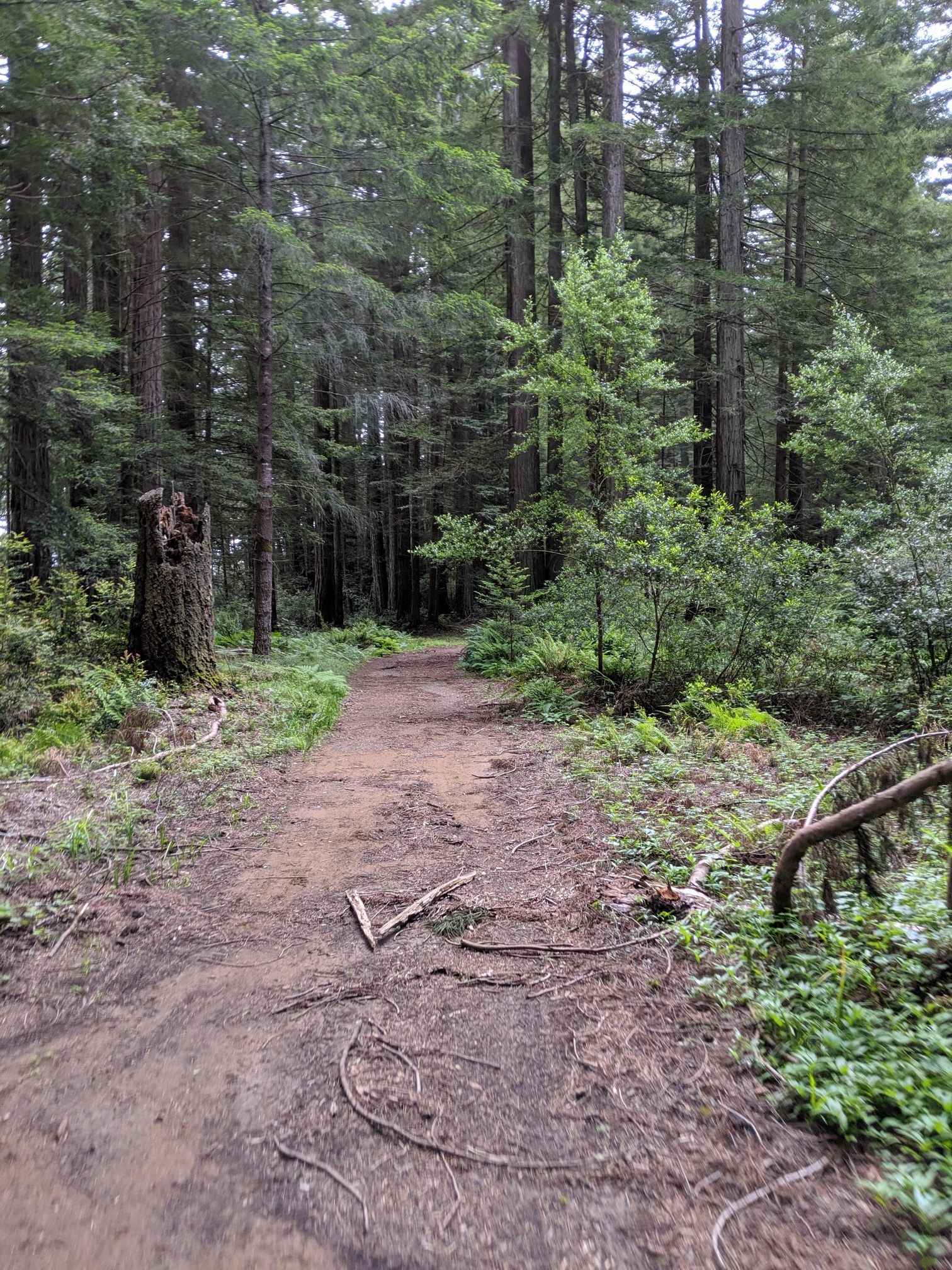 A dirt path leads into a dense, dark evergreen forest with fallen branches. - Randall Trail loop from Randall Trailhead