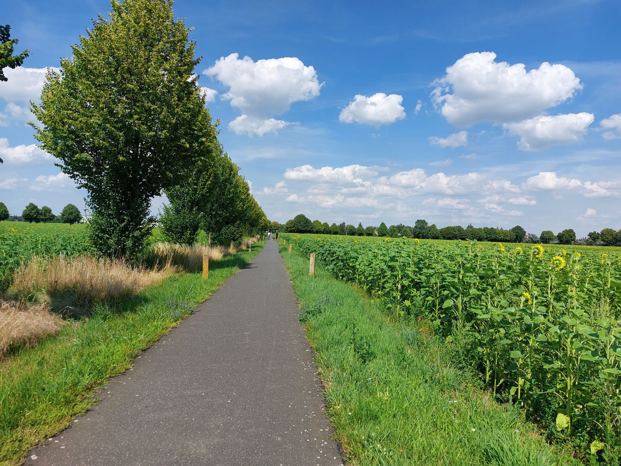 Radweg Bahnhof Letschin - Letschin