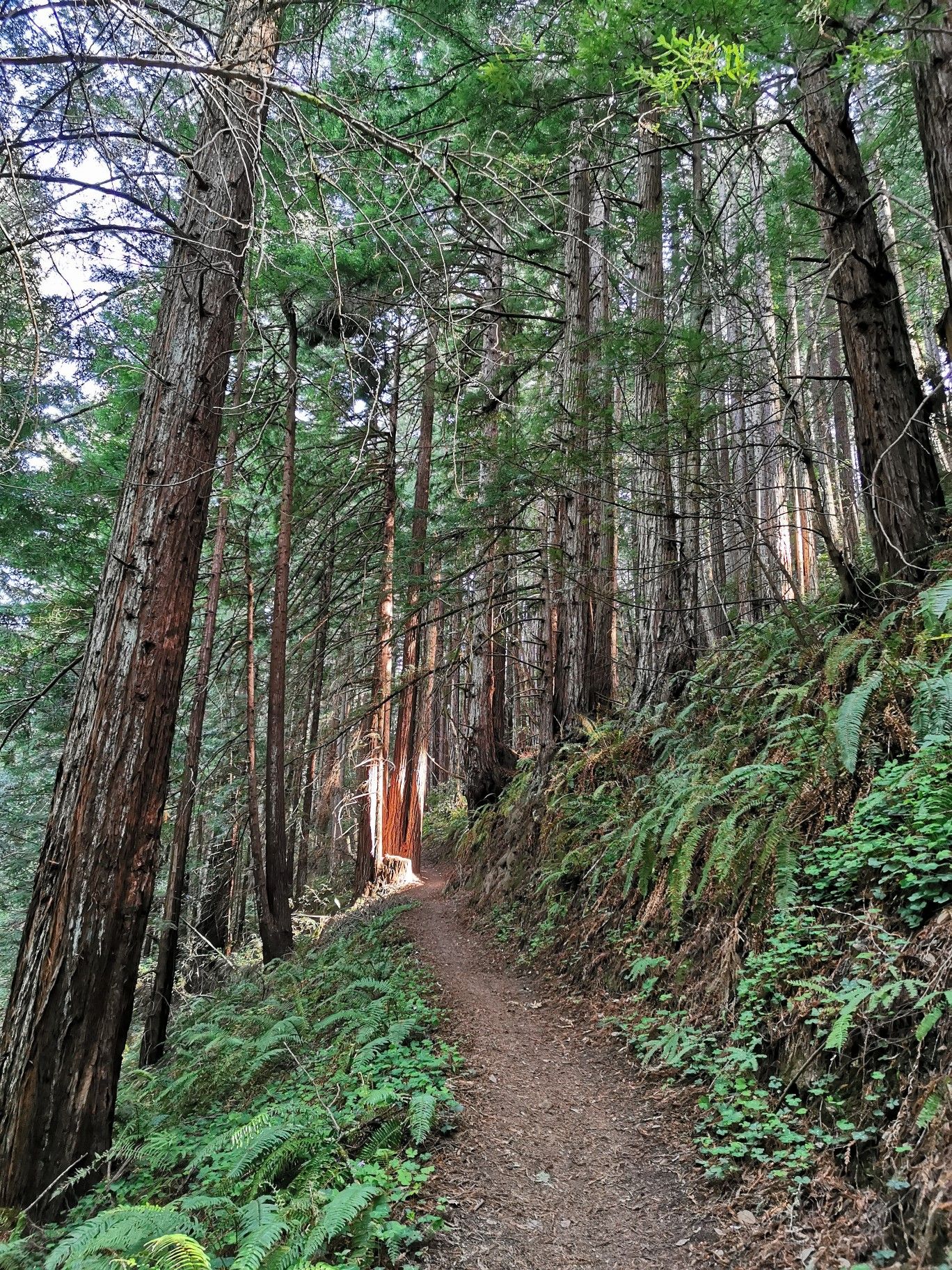 Narrow dirt trail winding through a tall, sun-dappled redwood forest. - Borden Hatch Mill 🚵 Trail – Grabtown Gulch 🚵 loop from Purisima Creek Trailhead