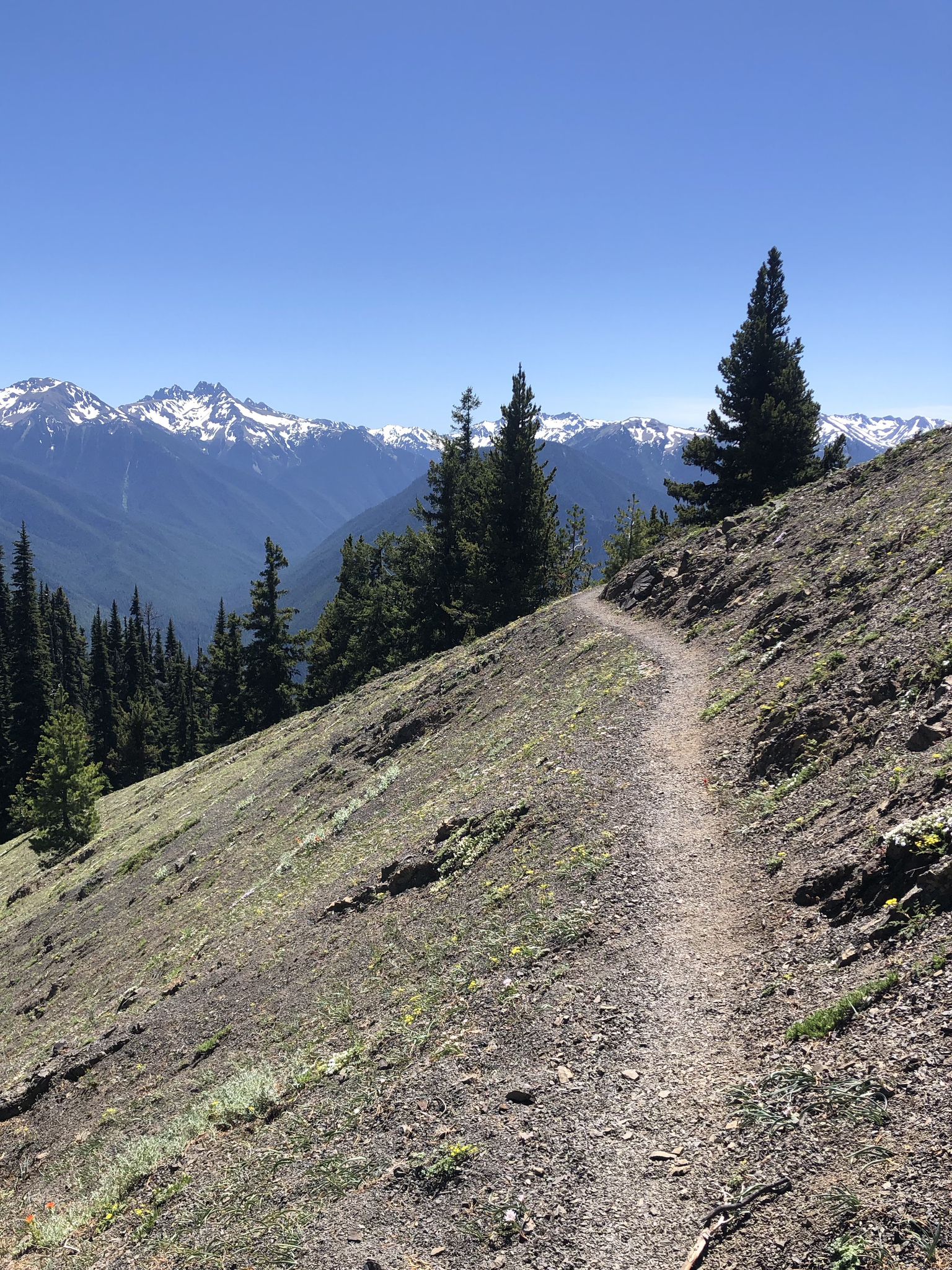 Narrow dirt trail ascending a steep hillside with distant snow-capped mountains. - Deer Ridge Trail