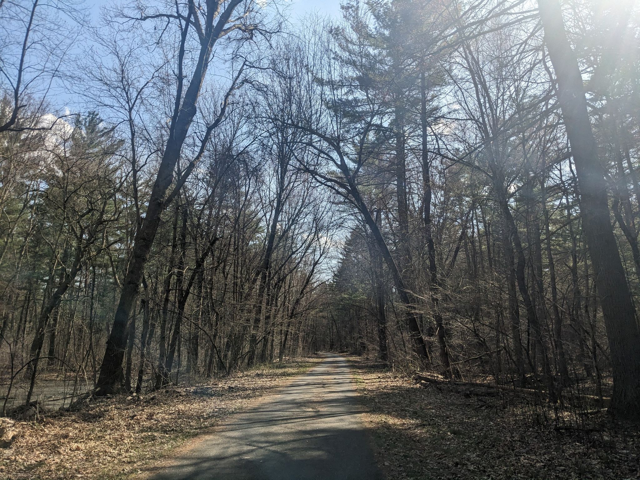 A paved path through a bare winter forest with bright sunlight. - Nashua River Shoreline loop from Groton