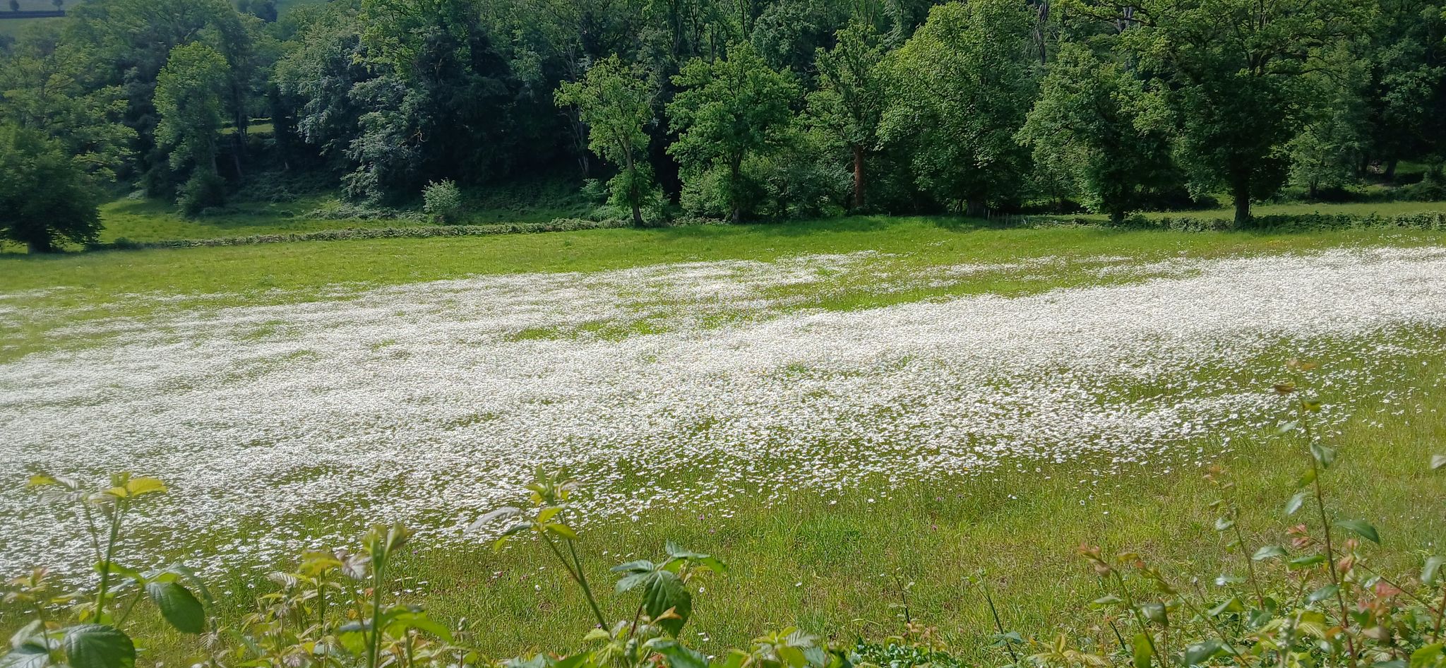 Comme disait Fernandel : "tout un champ de Marguerites !"(film La Vache et le Prisonnier)