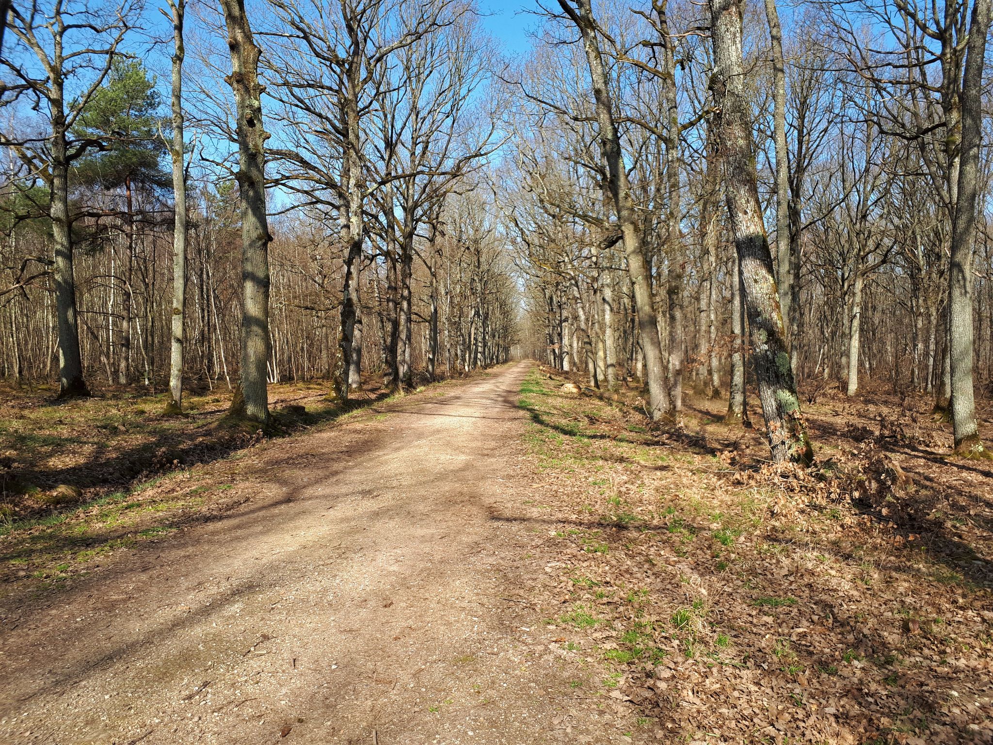 Chemin special gravel en foret de Rambouillet