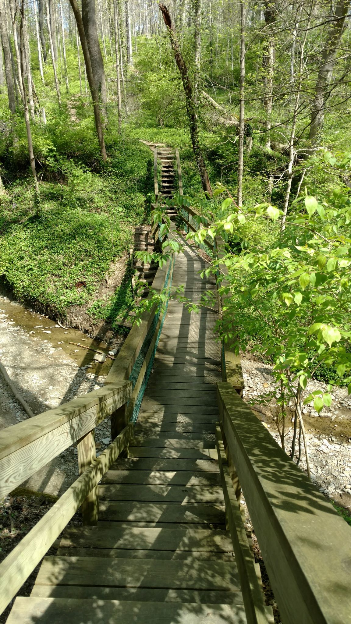 Long wooden stairs and bridge descend into a sunlit, green forest. - Caldwell Nature Preserve Trail