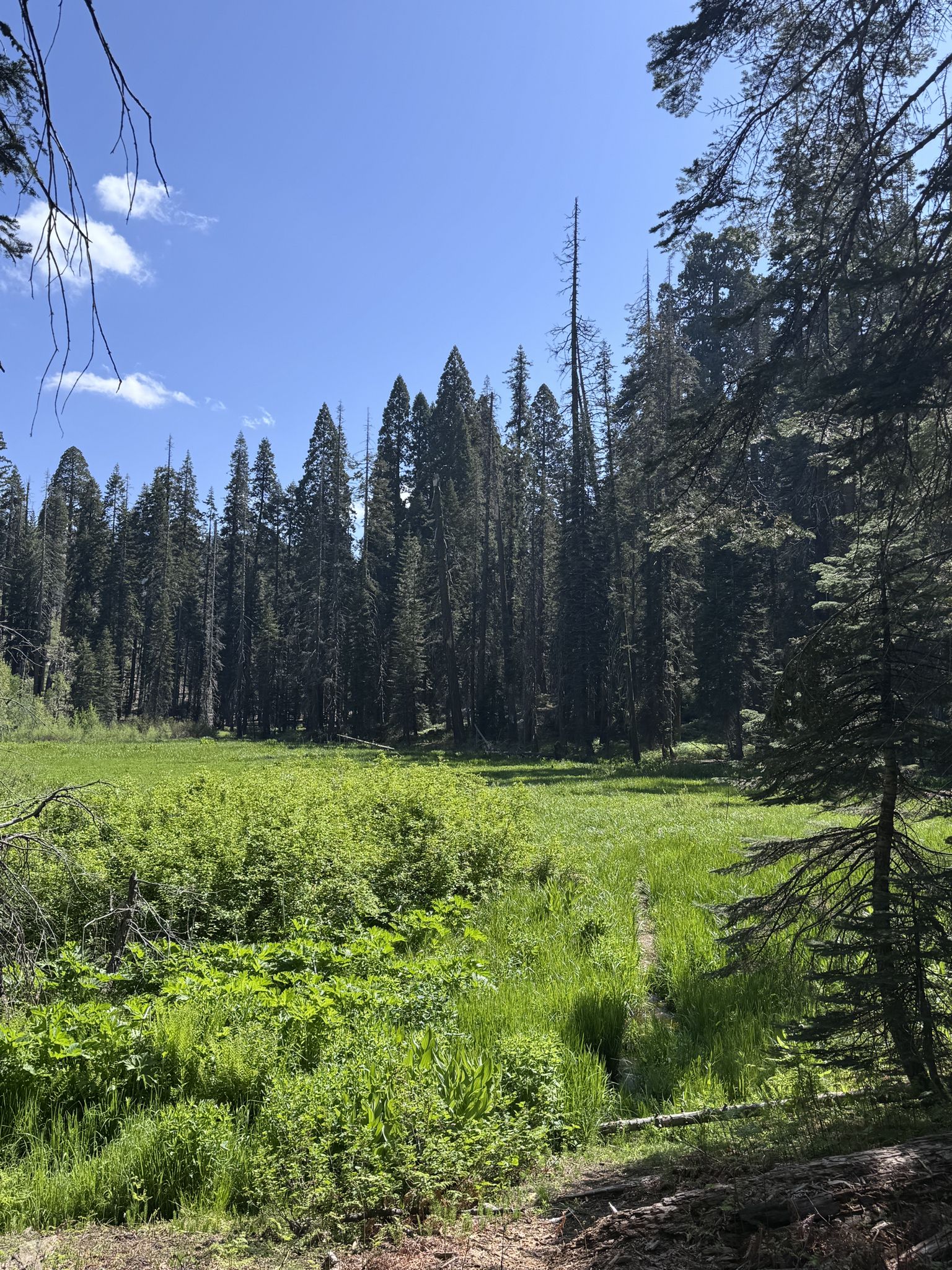 Lush green meadow surrounded by tall forest trees under a bright blue sky. - High Sierra, Tharp's Log, and Crescent Meadow Loop