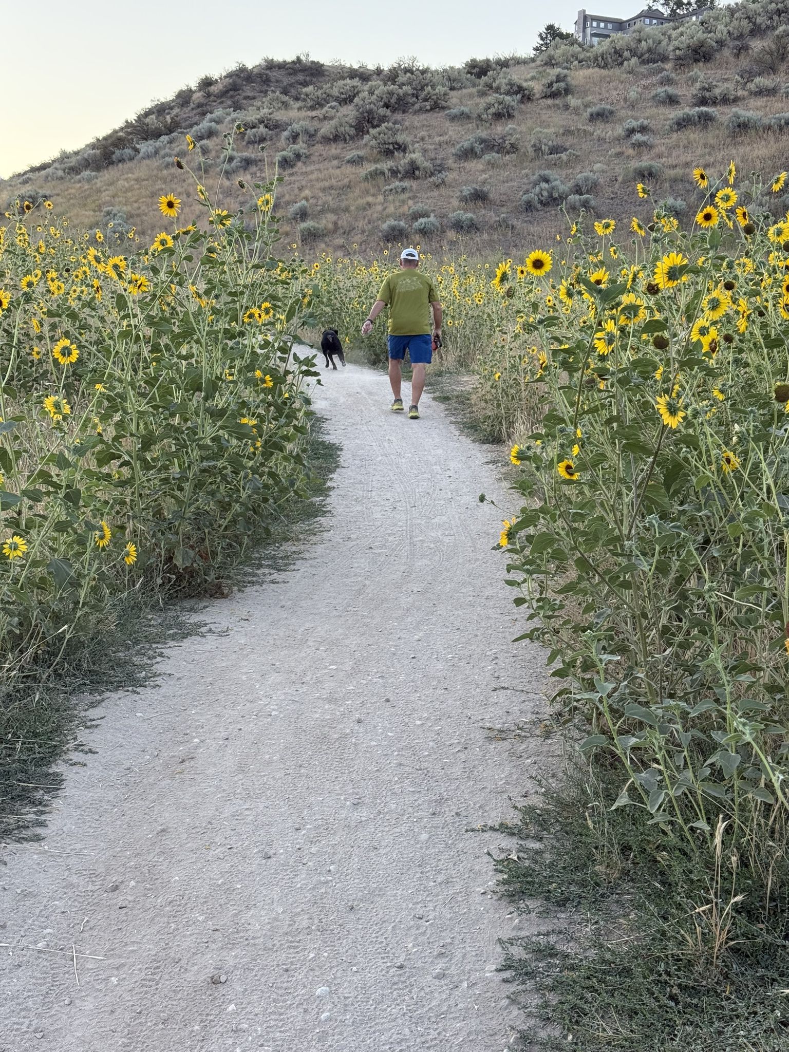 A person and a dog walk on a path lined with tall, blooming sunflowers. - Hull's Gulch Reserve loop from Boise