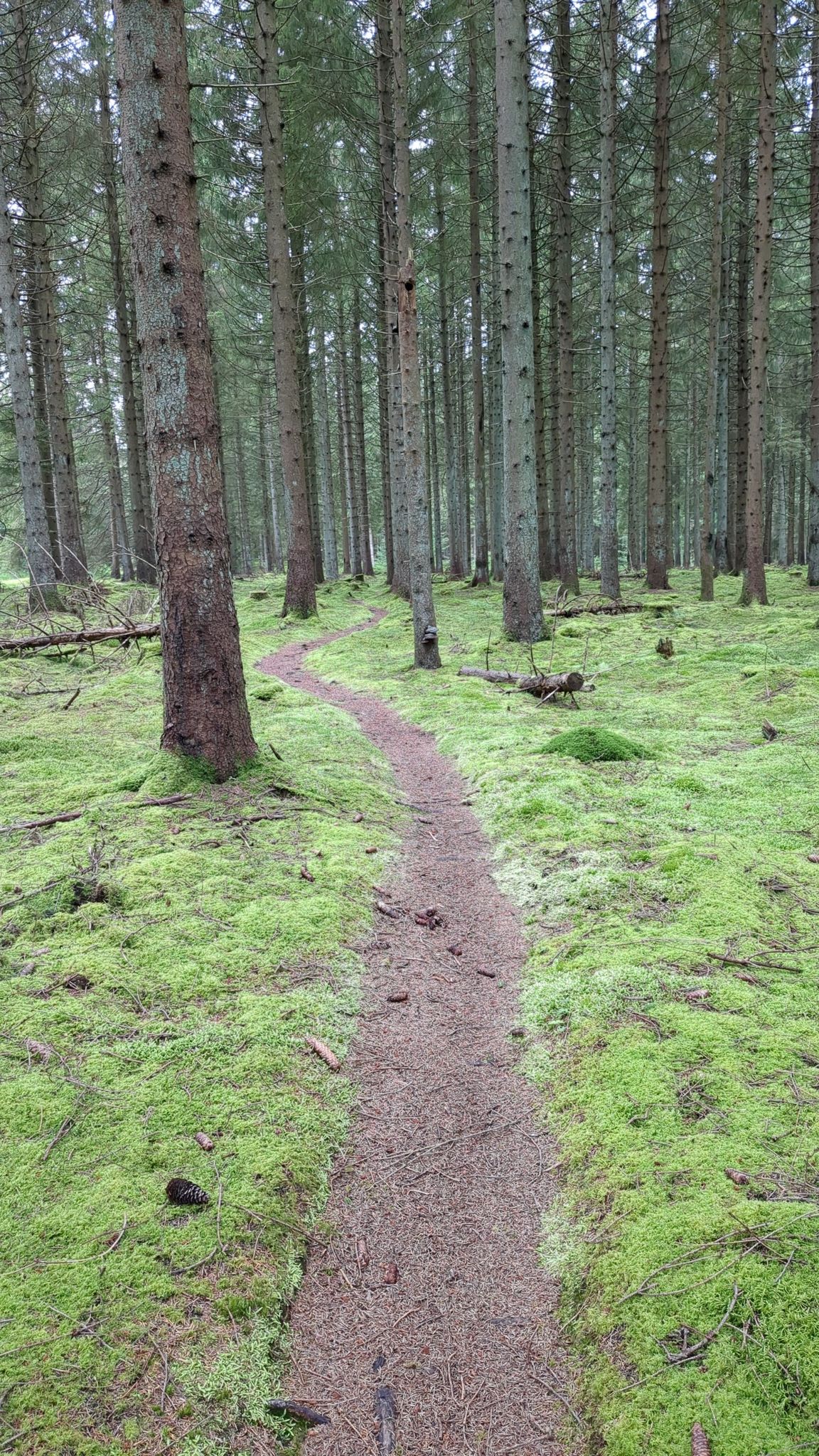 Single Trail