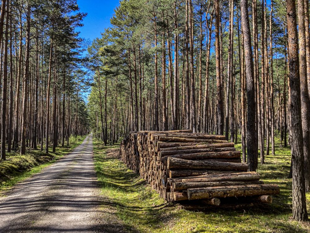 WaldWeg OK, bremst aber aus