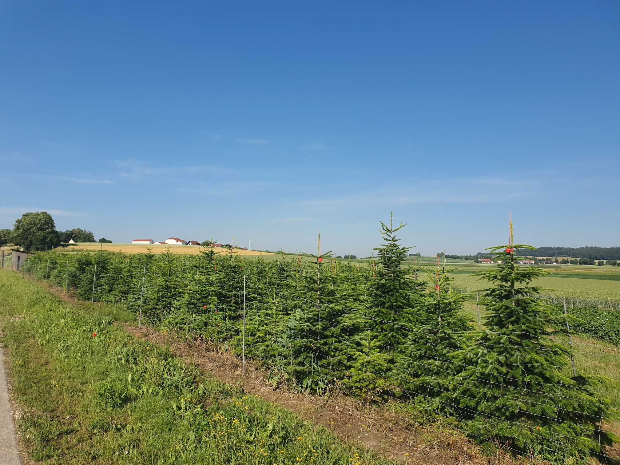 Habt ihr euren baum schon bestellt bald ist weihnachten
