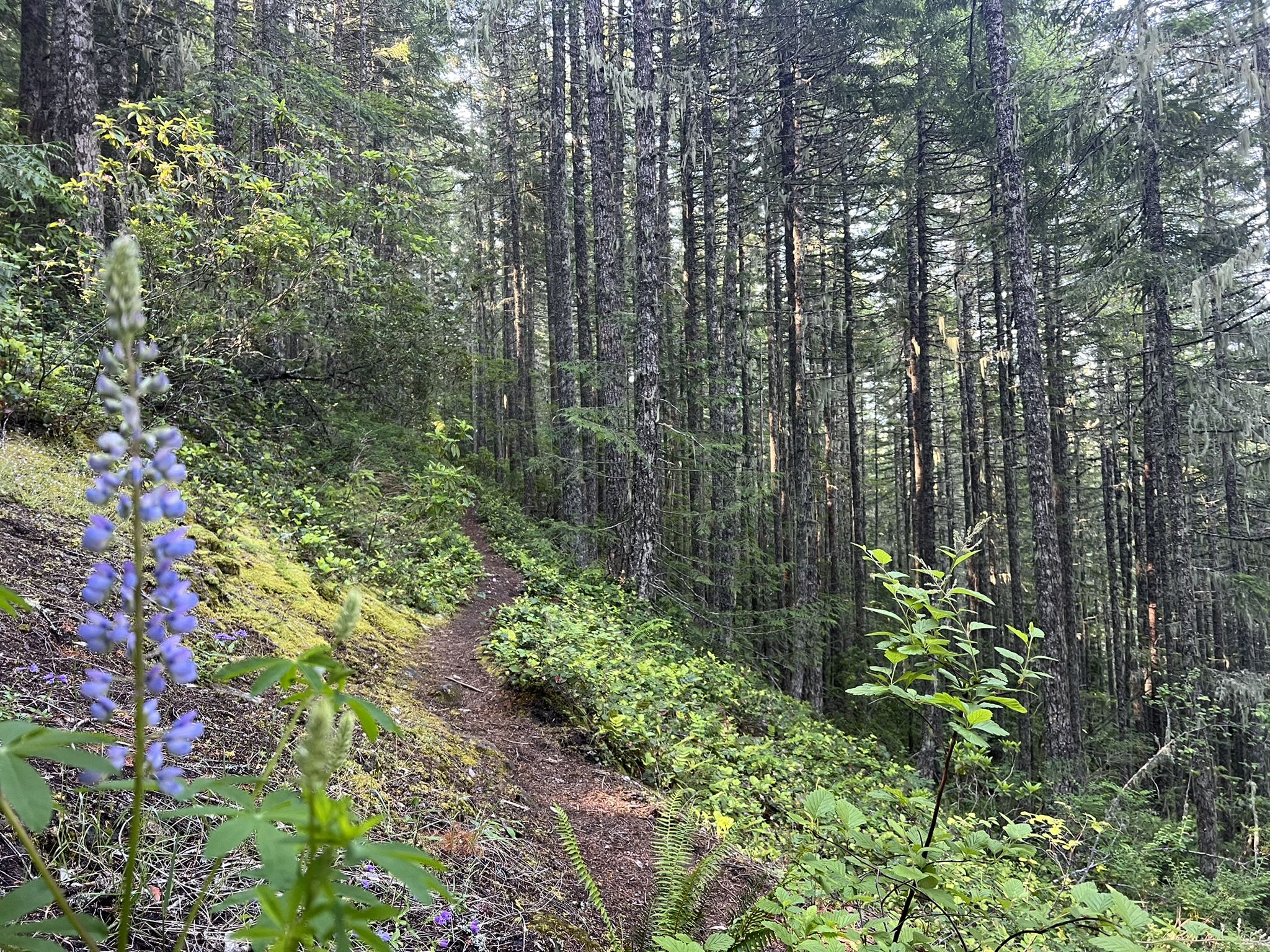 Uphill forest trail with a purple lupine in the foreground, dappled light. - Salmon Butte Trail #791