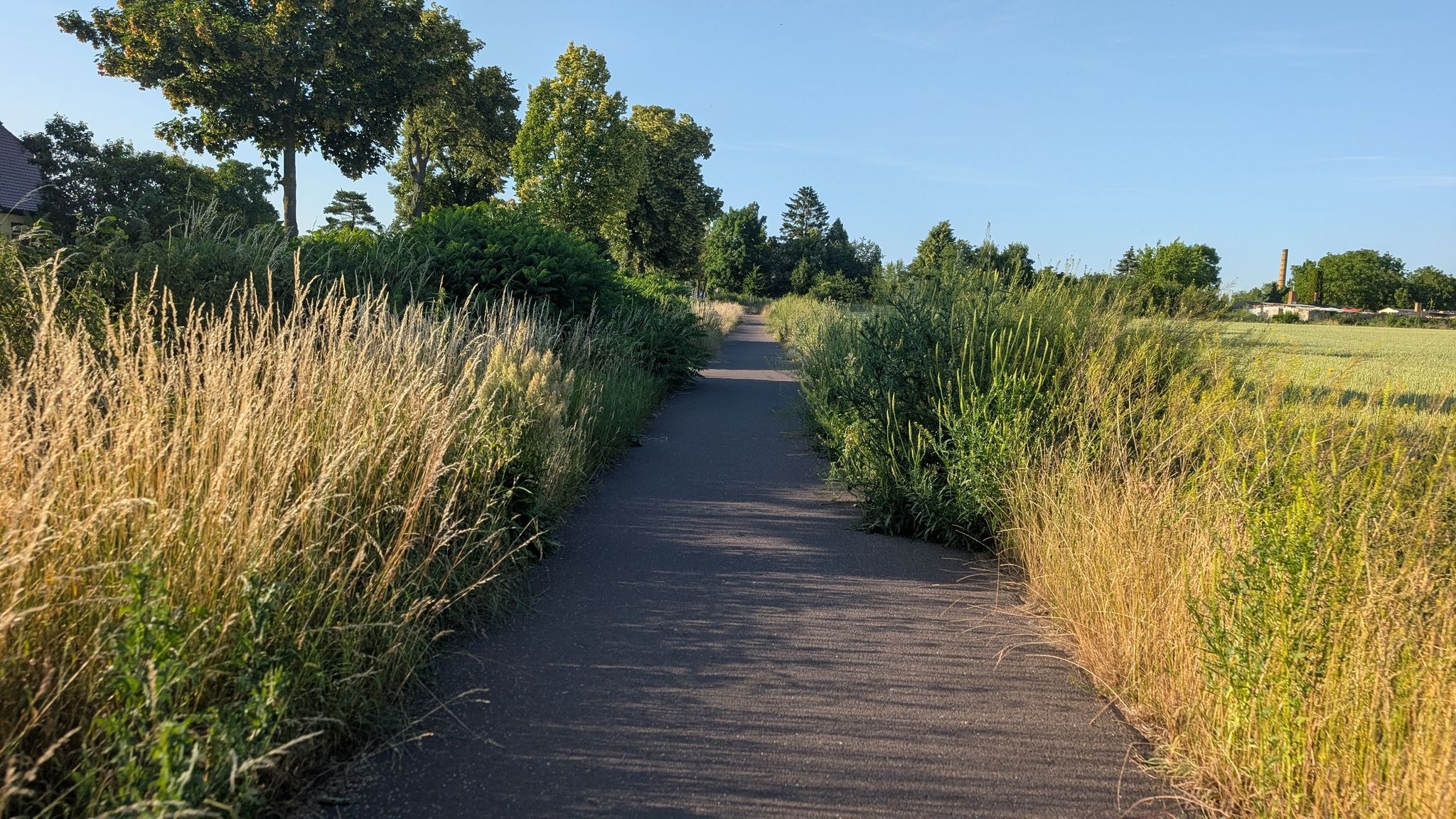 der Radweg ist halb zugewachsen
