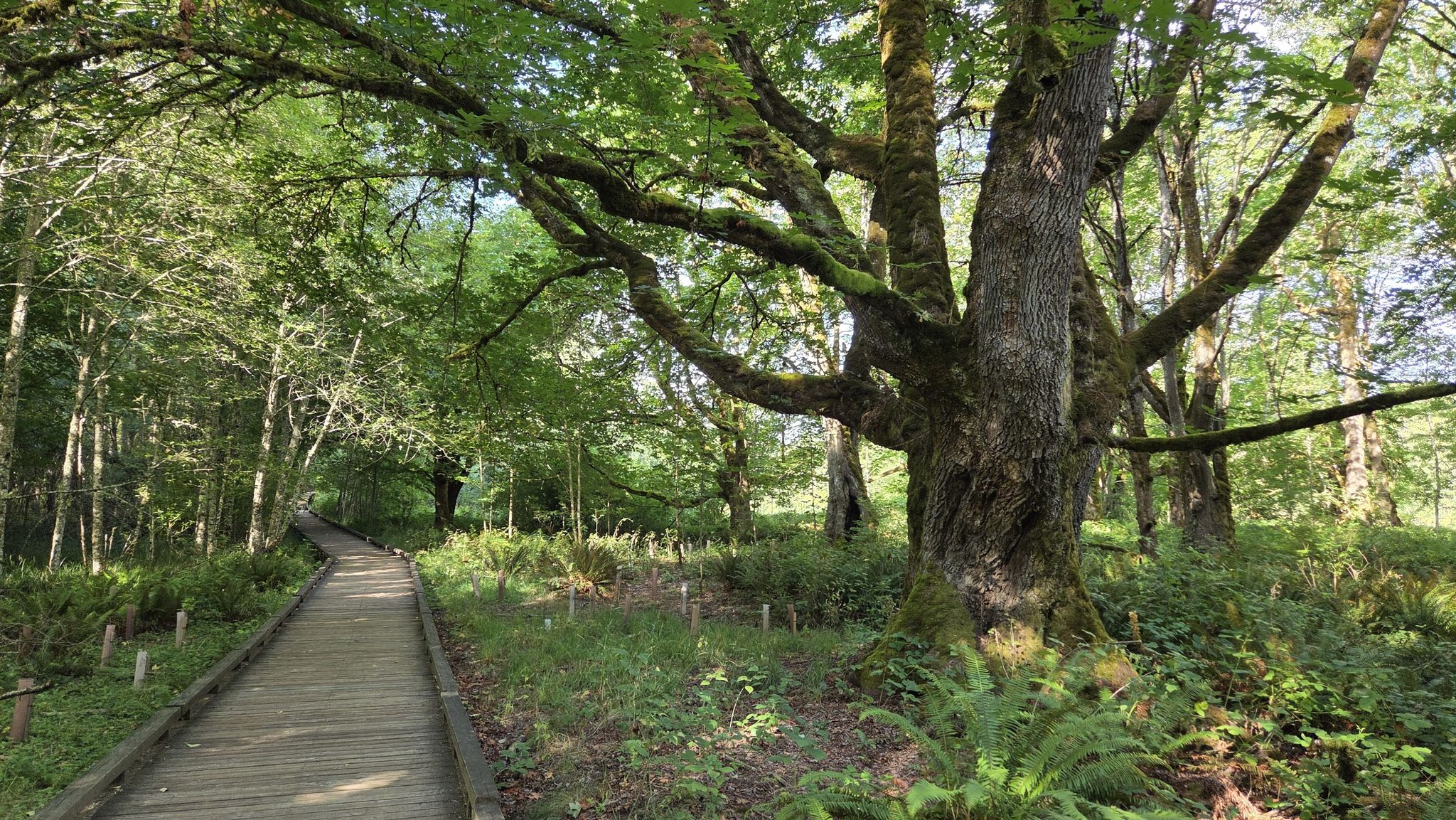 Wooden boardwalk winds through a lush forest past a large mossy tree. - Twin Barns Loop Trail