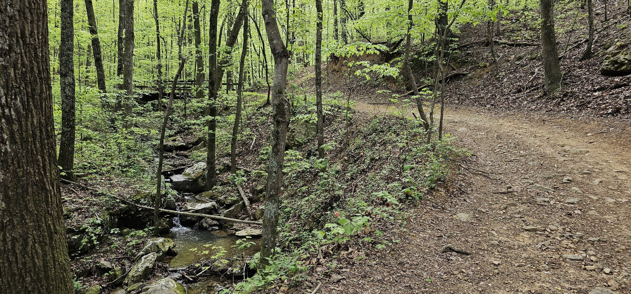 Dirt path winding beside a rocky stream in a vibrant green forest. - Oak Mountain Red Trail