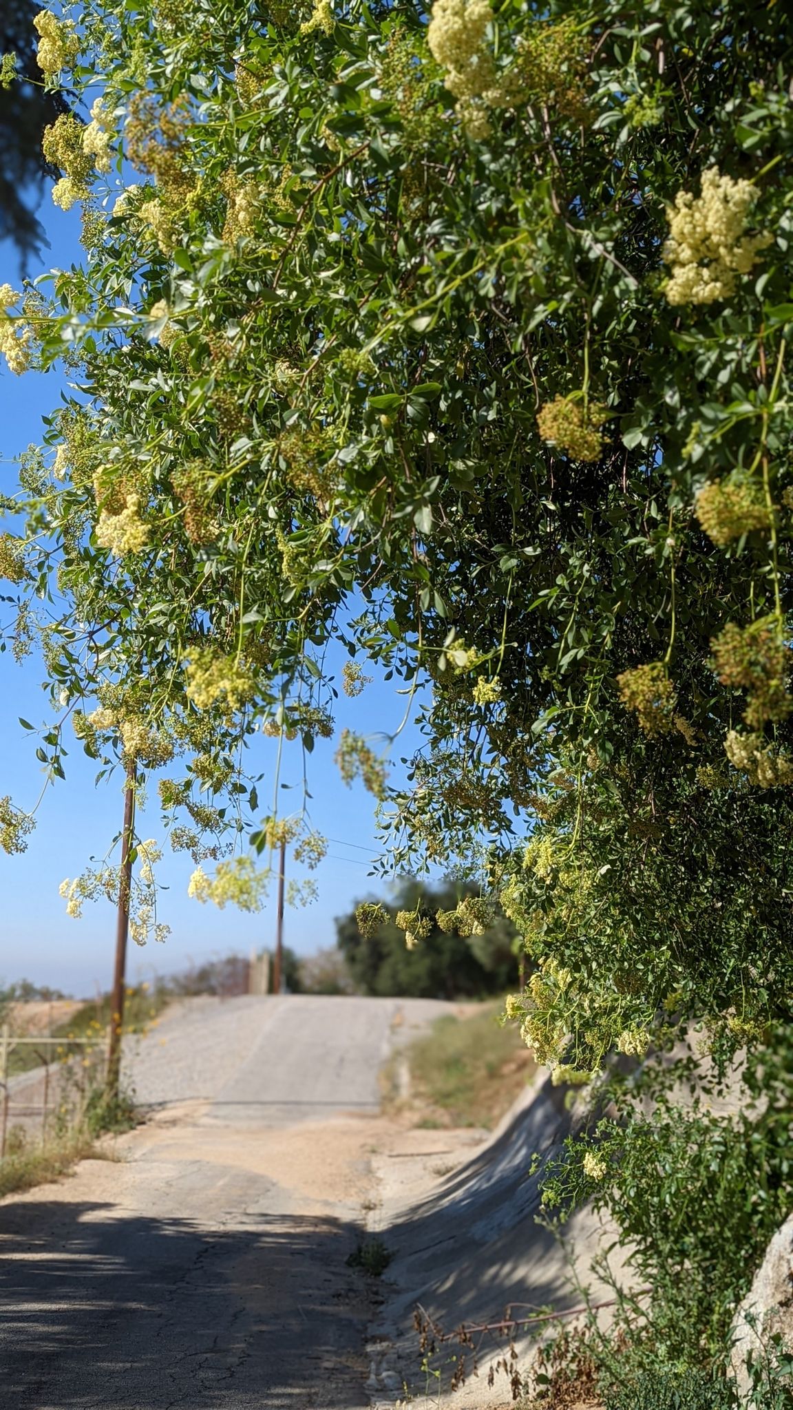 Bright yellow flowers overhang a paved road under a clear blue sky. - Bailey Canyon Nature Trail