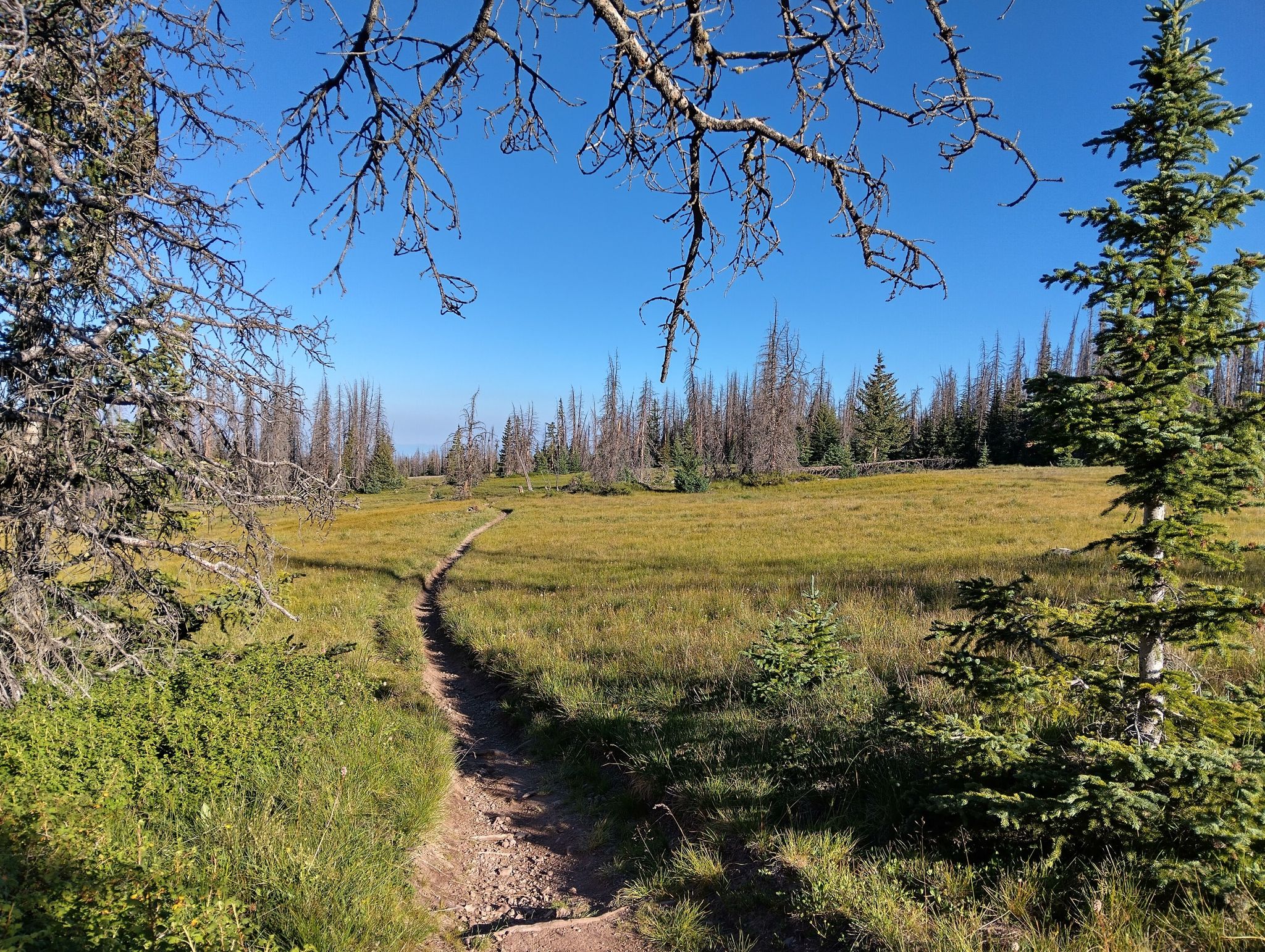 A winding dirt path through a sunny, grassy meadow with distant trees. - Colorado Trail: Segment 17